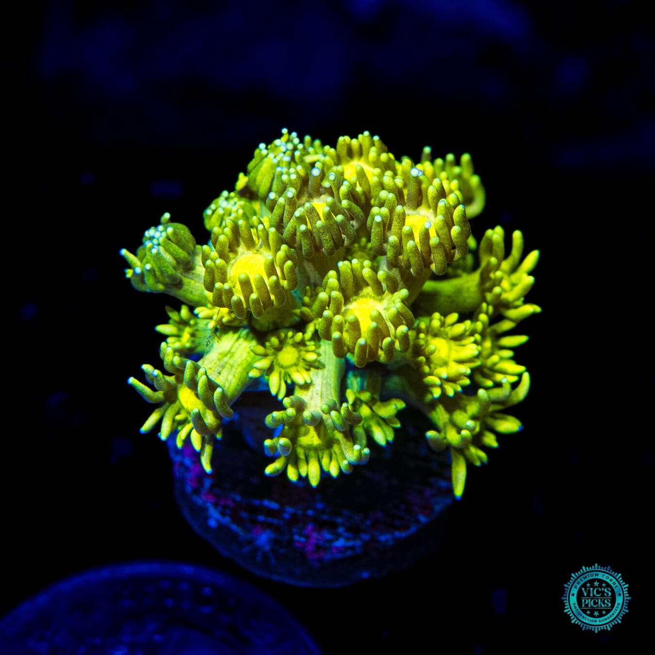 Electro Lemon Goniopora - Daylight Photo