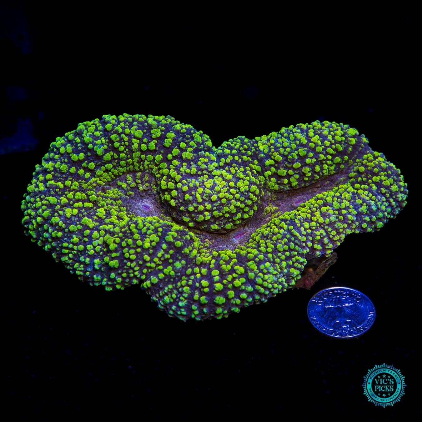 Lemoncello Carpet Lobophyllia - Actinic Photo