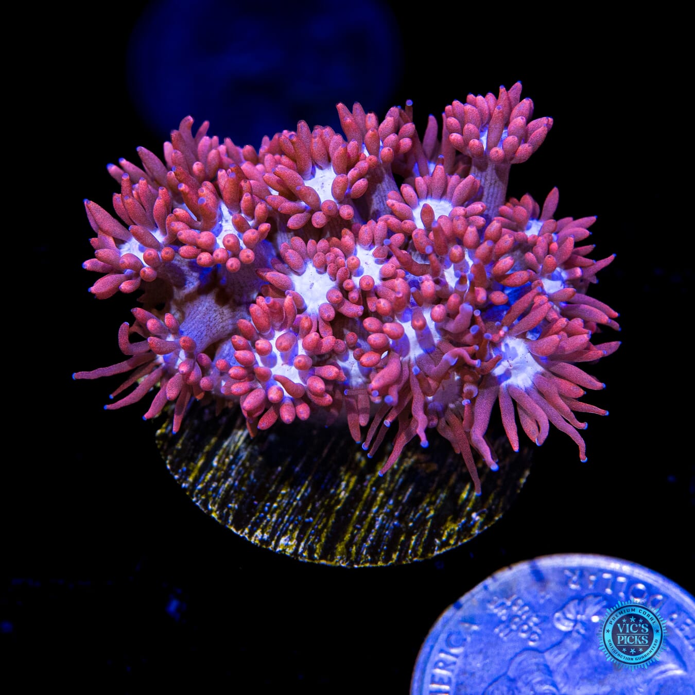 WWC Sixteen Candles Goniopora - Actinic Photo