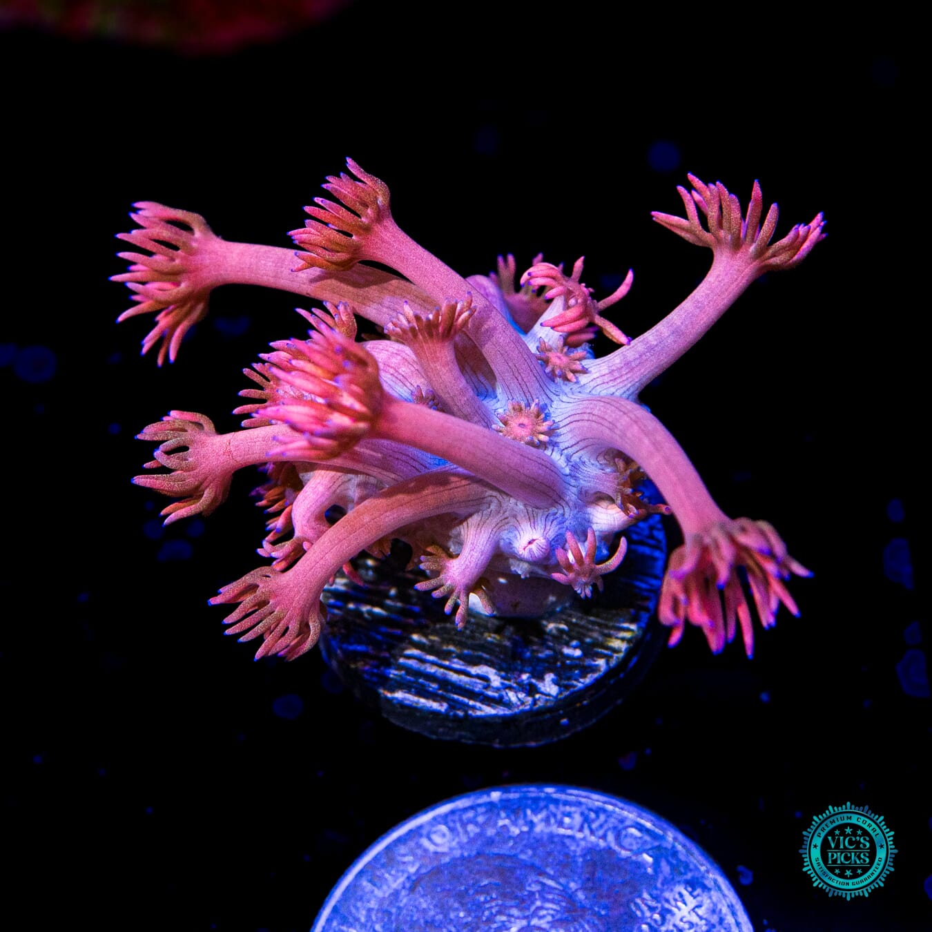 Pink Flamingo Goniopora - Actinic Photo