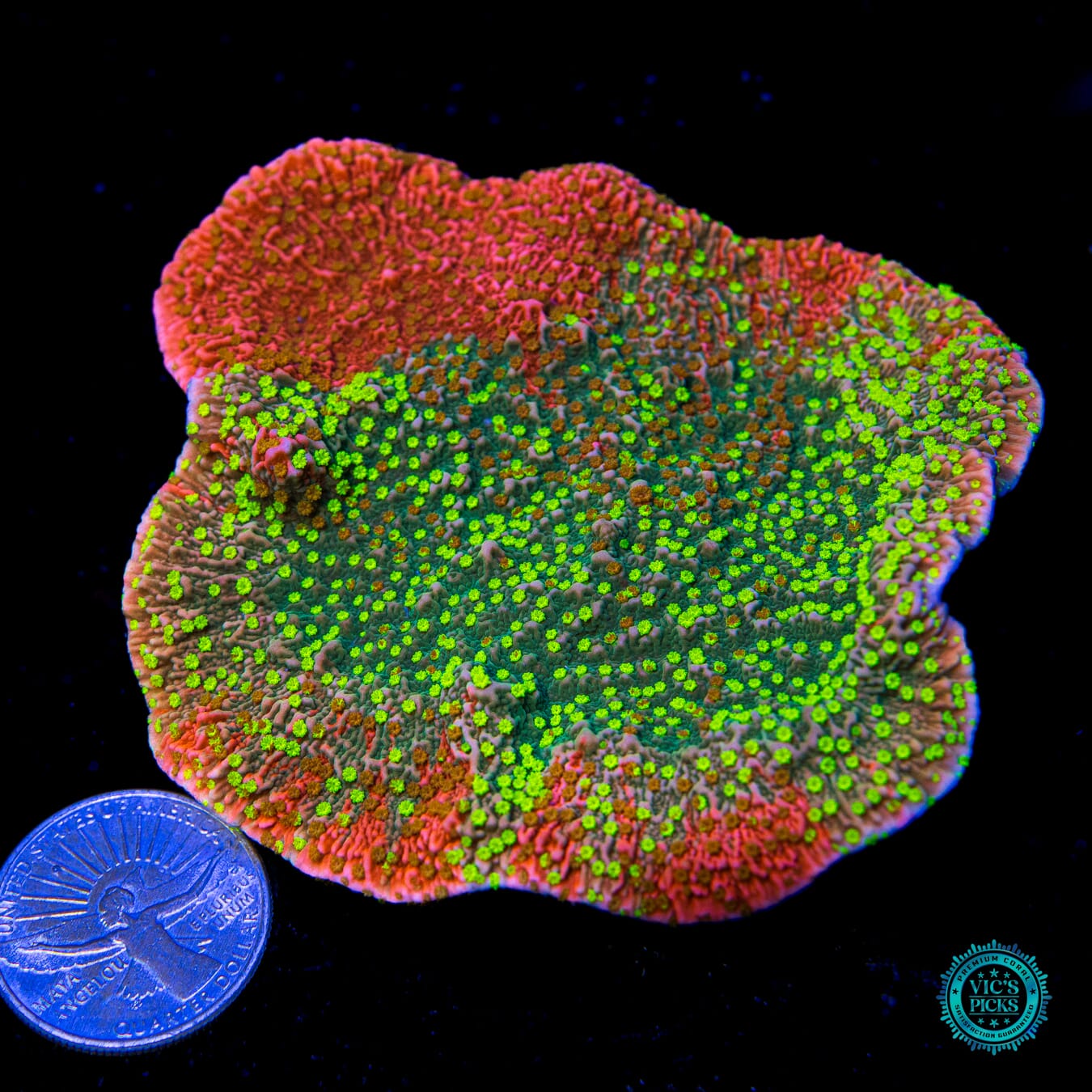 WWC Sunfire Grafted Cap Montipora - Actinic Photo