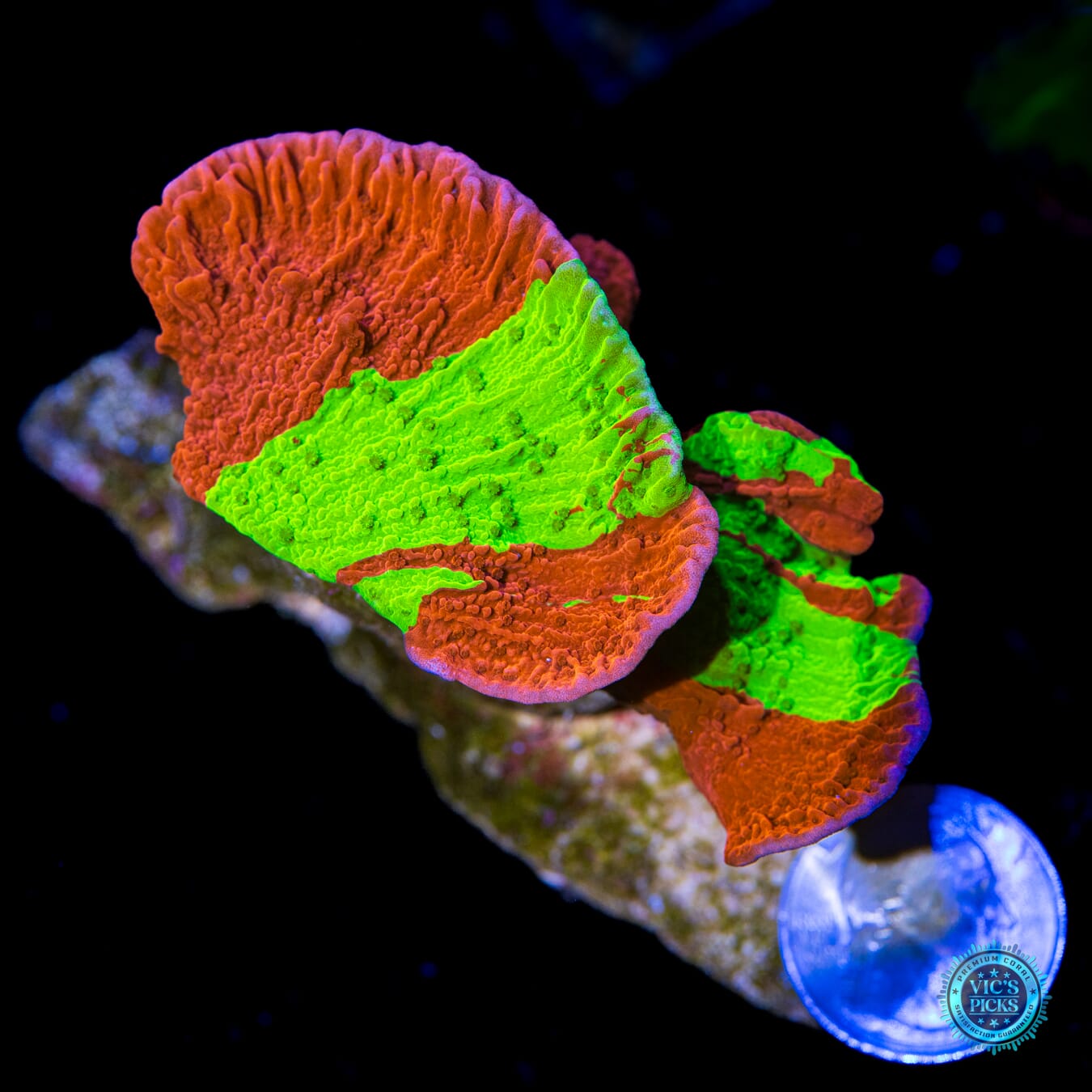 WWC Jaw Breaker Grafted Montipora - Actinic Photo