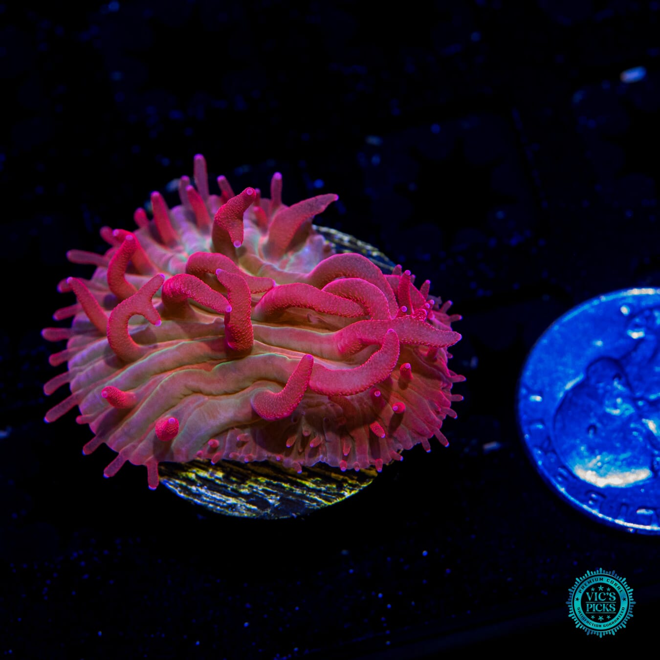 WWC Zombie Apocolypse Plate Coral - Actinic Photo