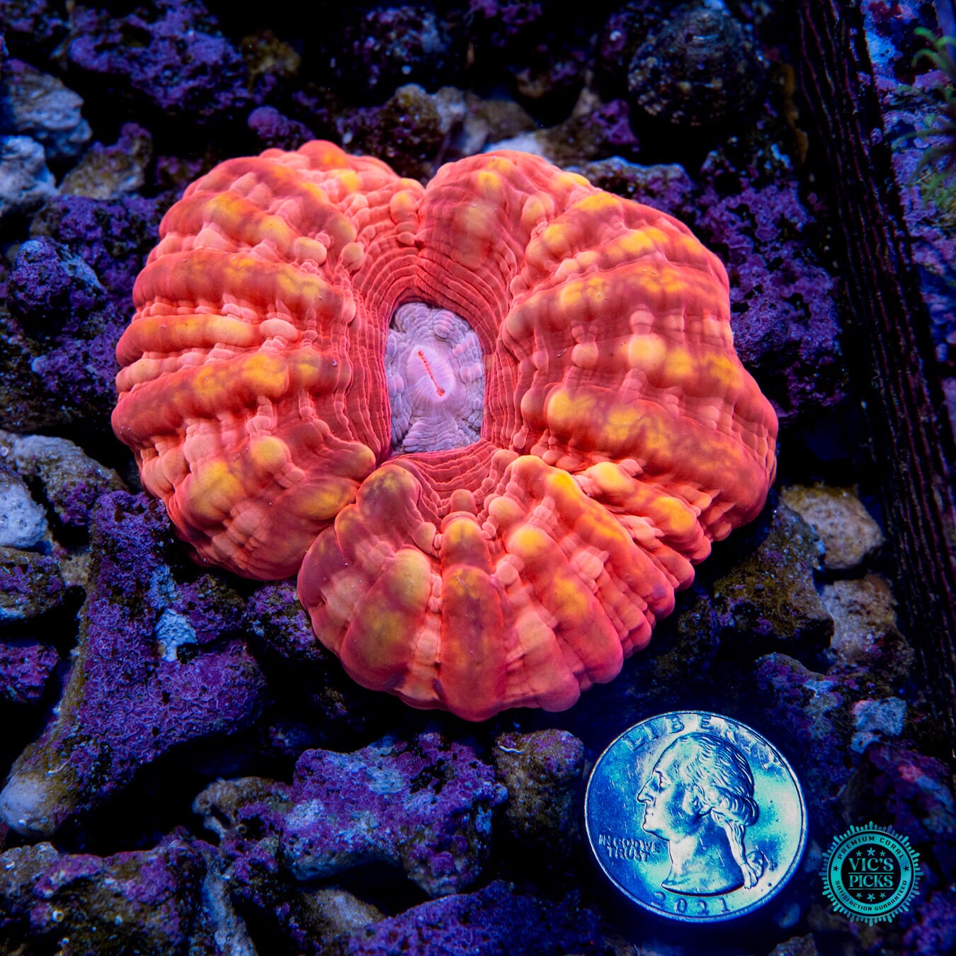 Raging Bull Indophyllia Coral - Actinic Photo