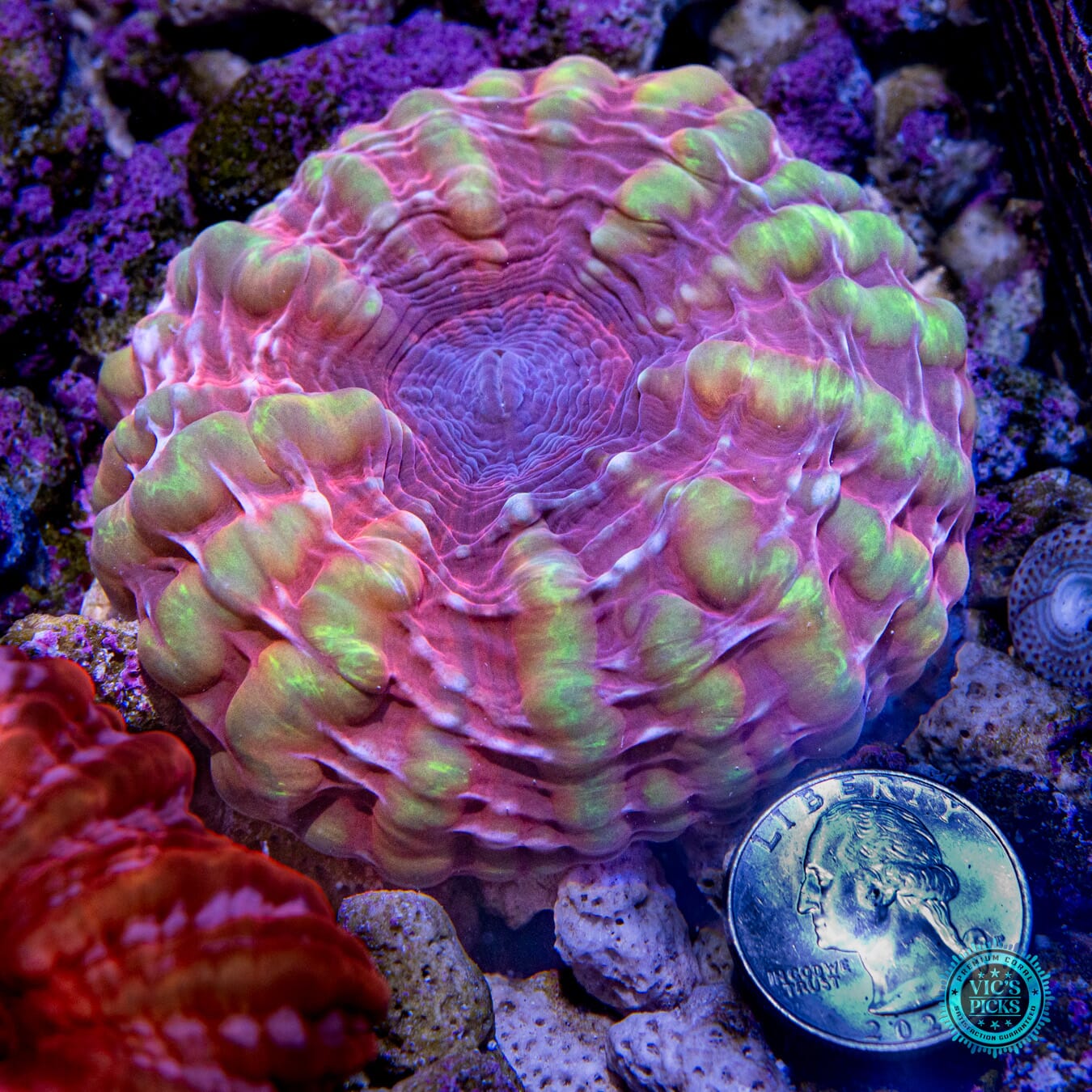 Sexy Time Indophyllia Coral - Actinic Photo