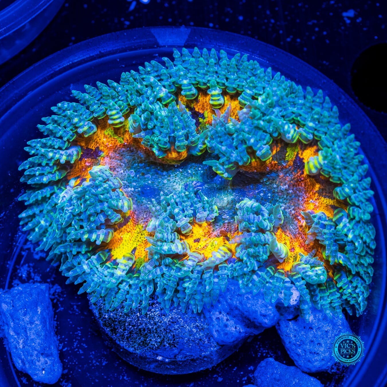 Grafted Dark Cosmic Energy Flower Anemone - Daylight Photo