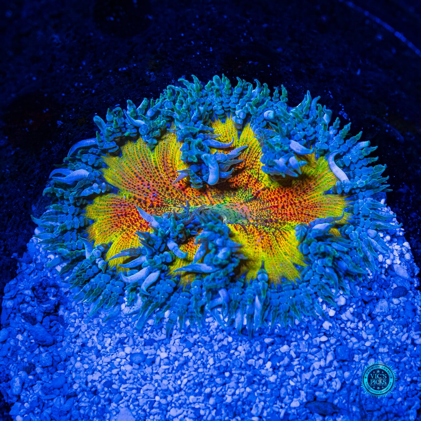 Sunburst Flower Anemone - Daylight Photo