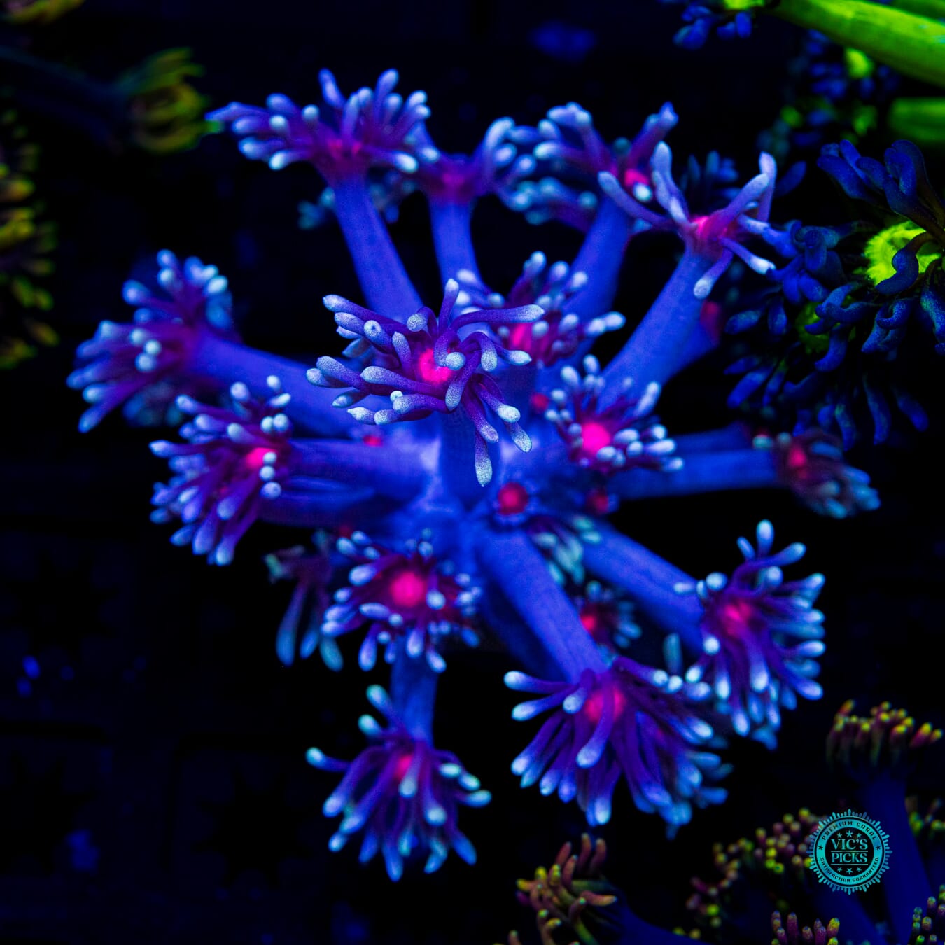 WWC Bloodshot Goniopora - Daylight Photo