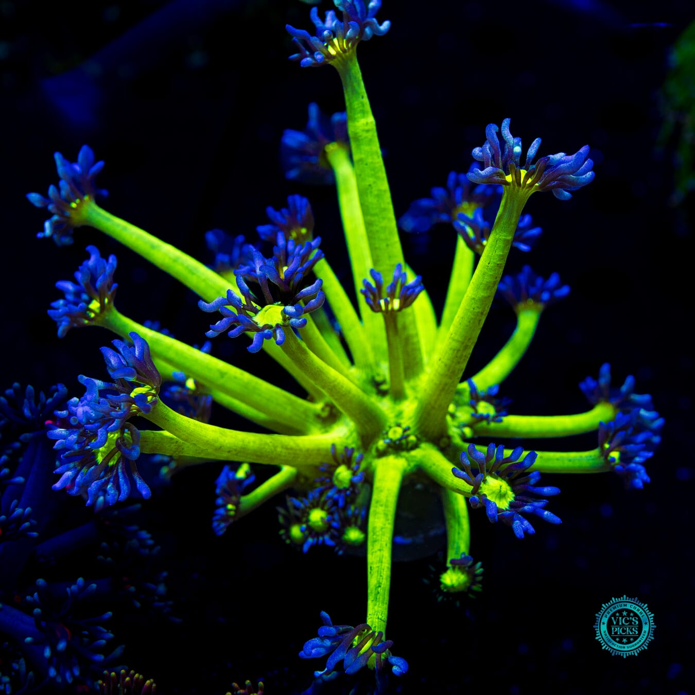 WWC Shadow Flame Goniopora - Daylight Photo