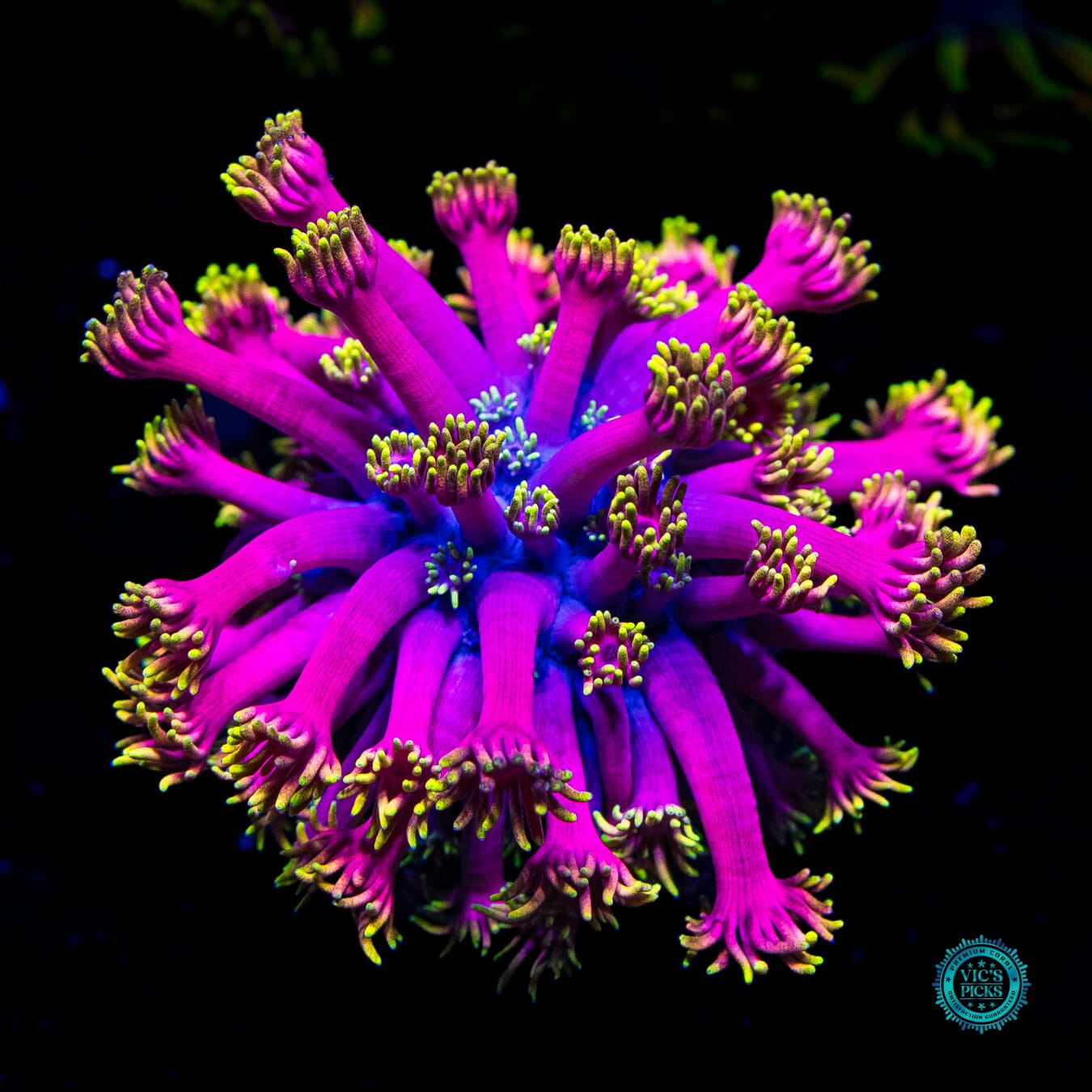 WWC Hollywood Nights Goniopora - Daylight Photo