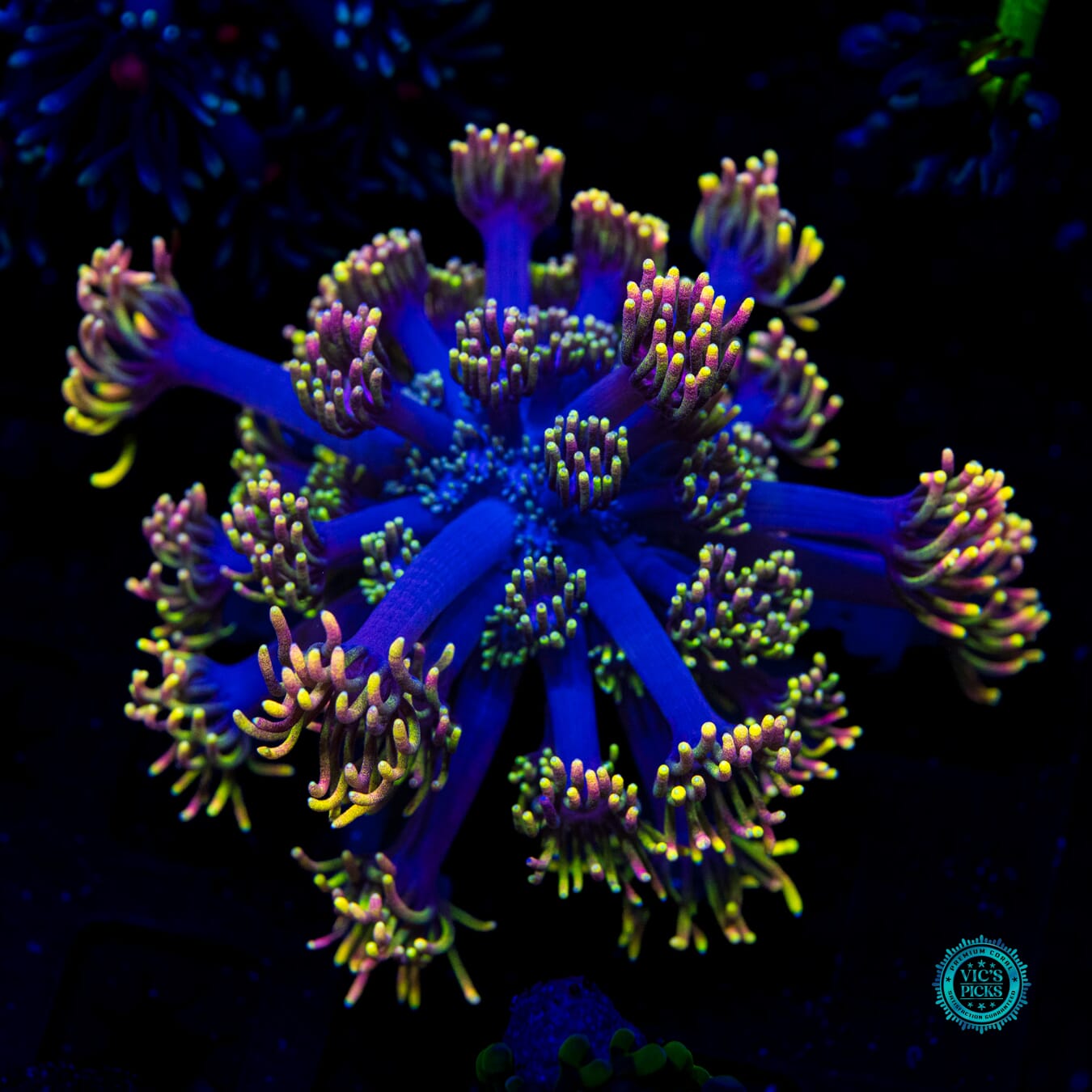 WWC Sunflower Goniopora - Daylight Photo