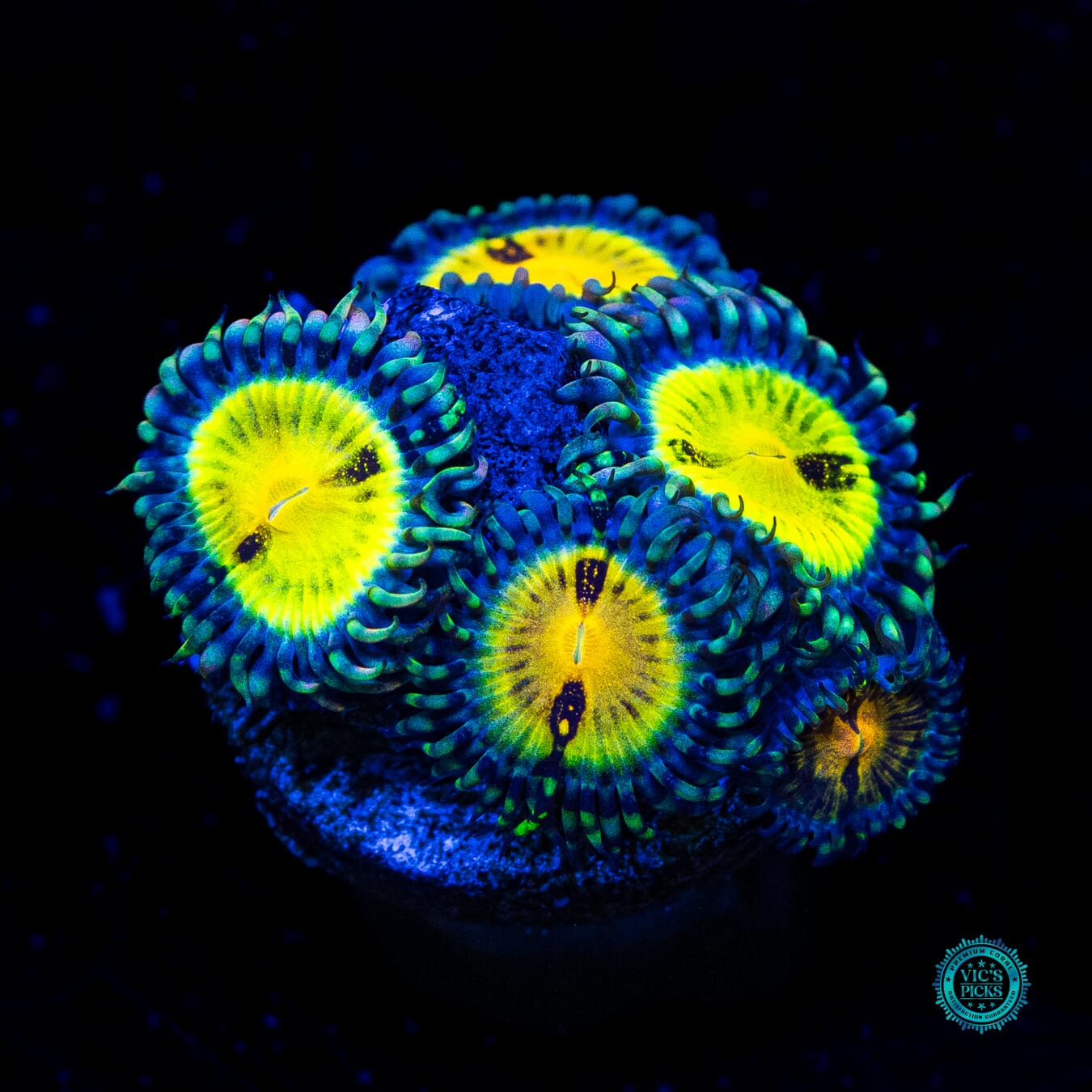 Jason Fox Butt Muncher Zoanthids - Daylight Photo