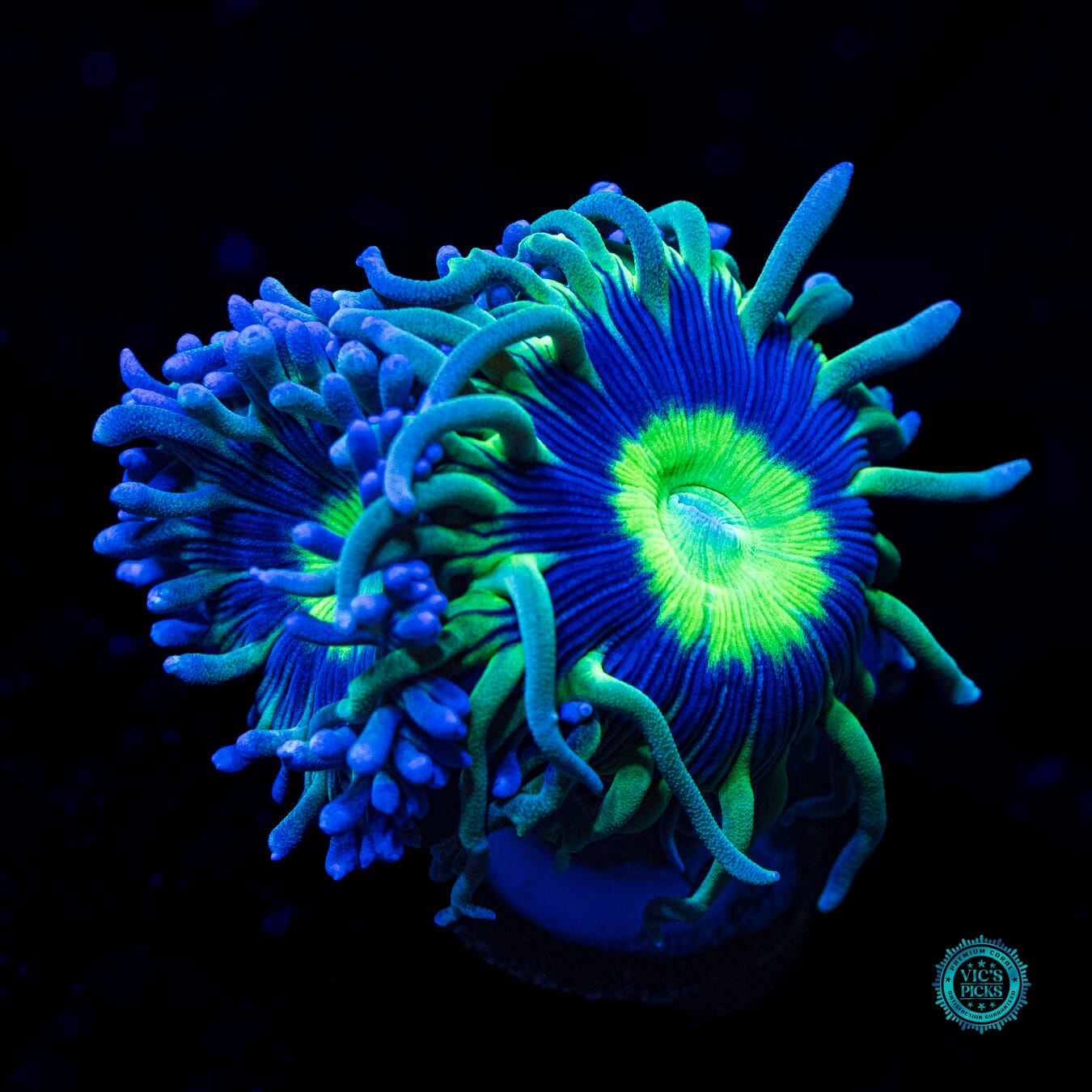 WWC Dream Catcher Duncan - Daylight Photo