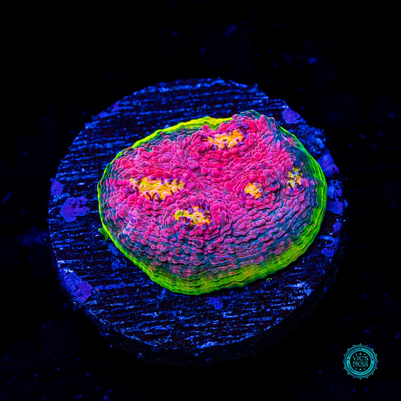 WWC Kingpin Chalice - Daylight Photo