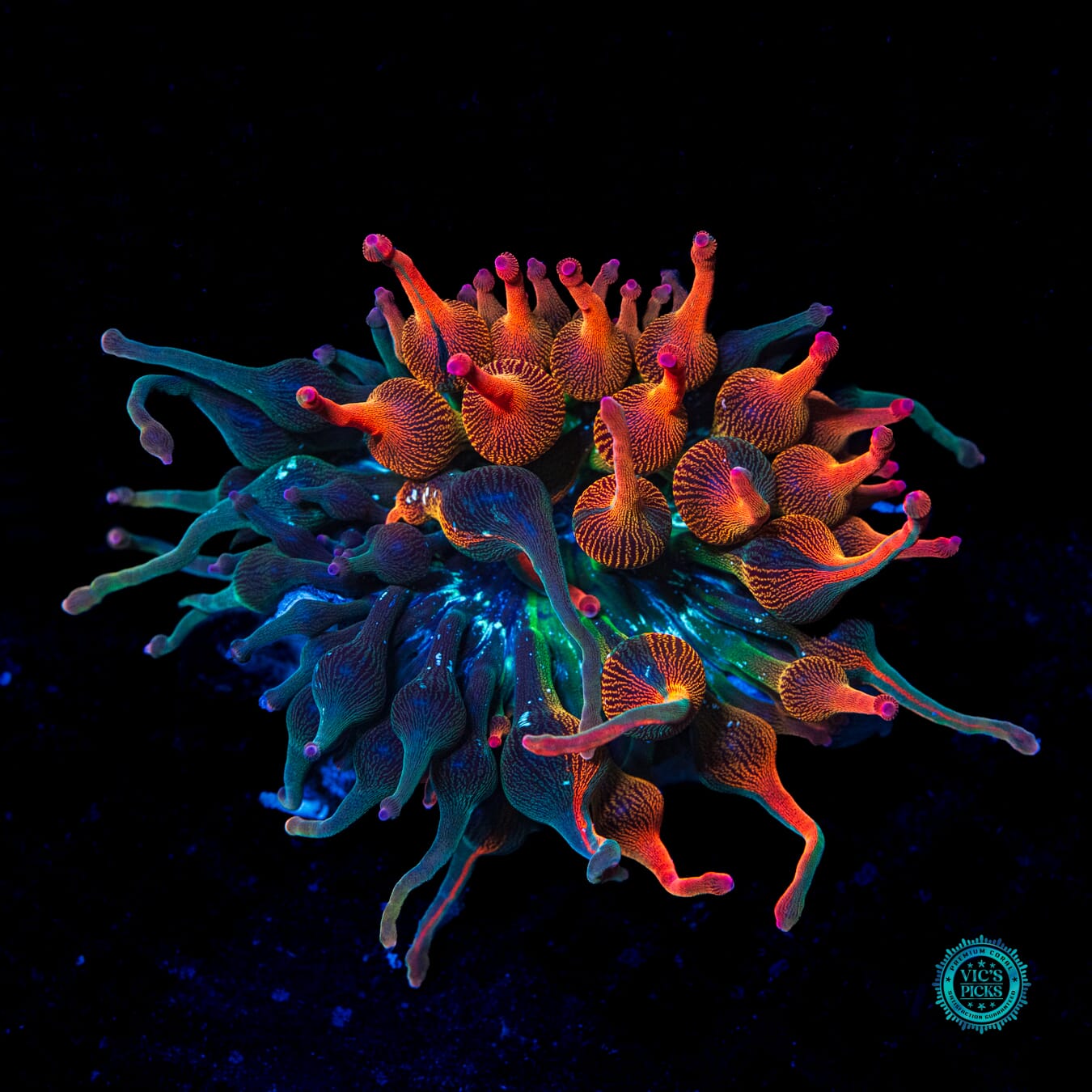 Nexus Burst Grafted Anemone - Daylight Photo