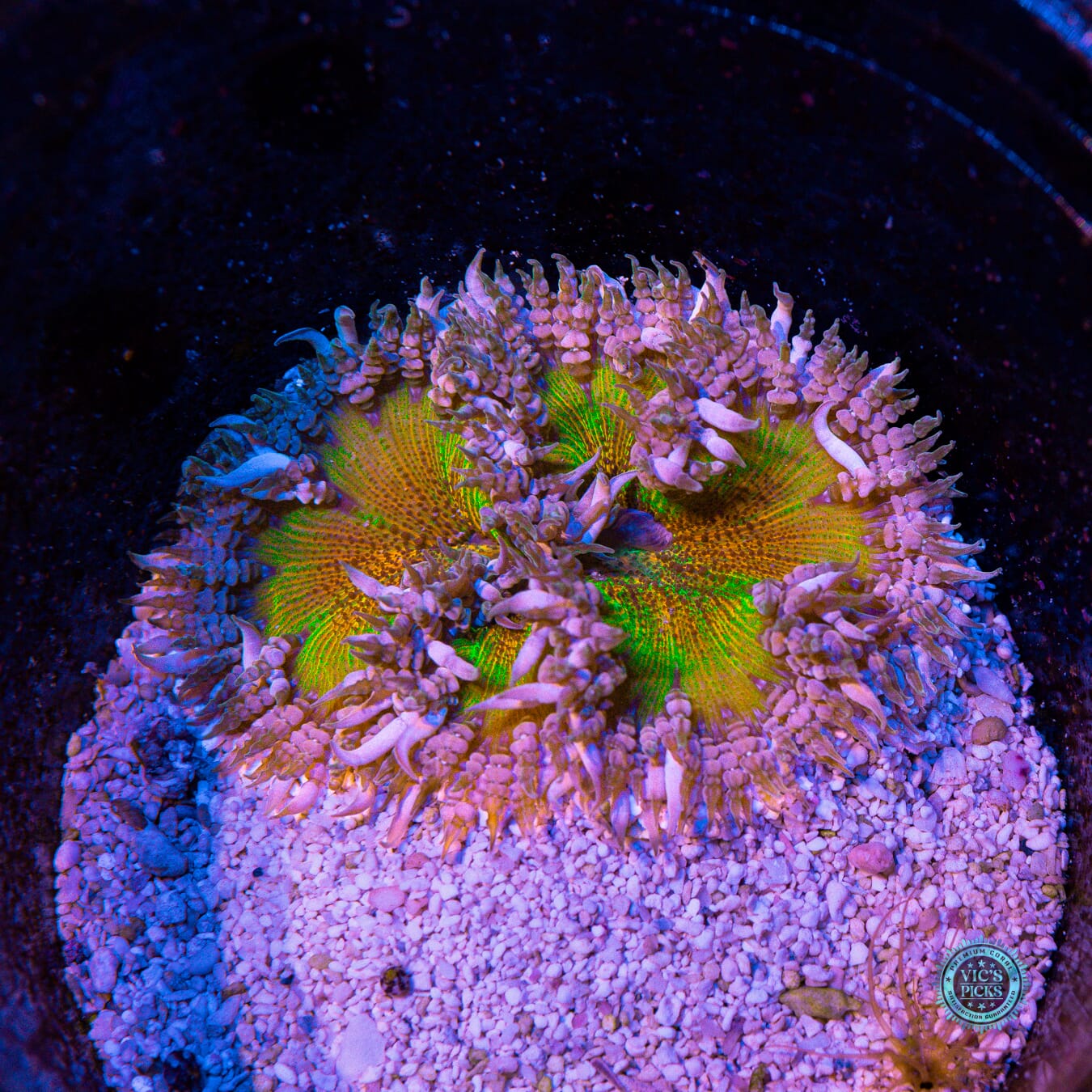 Sunburst Flower Anemone - Actinic Photo