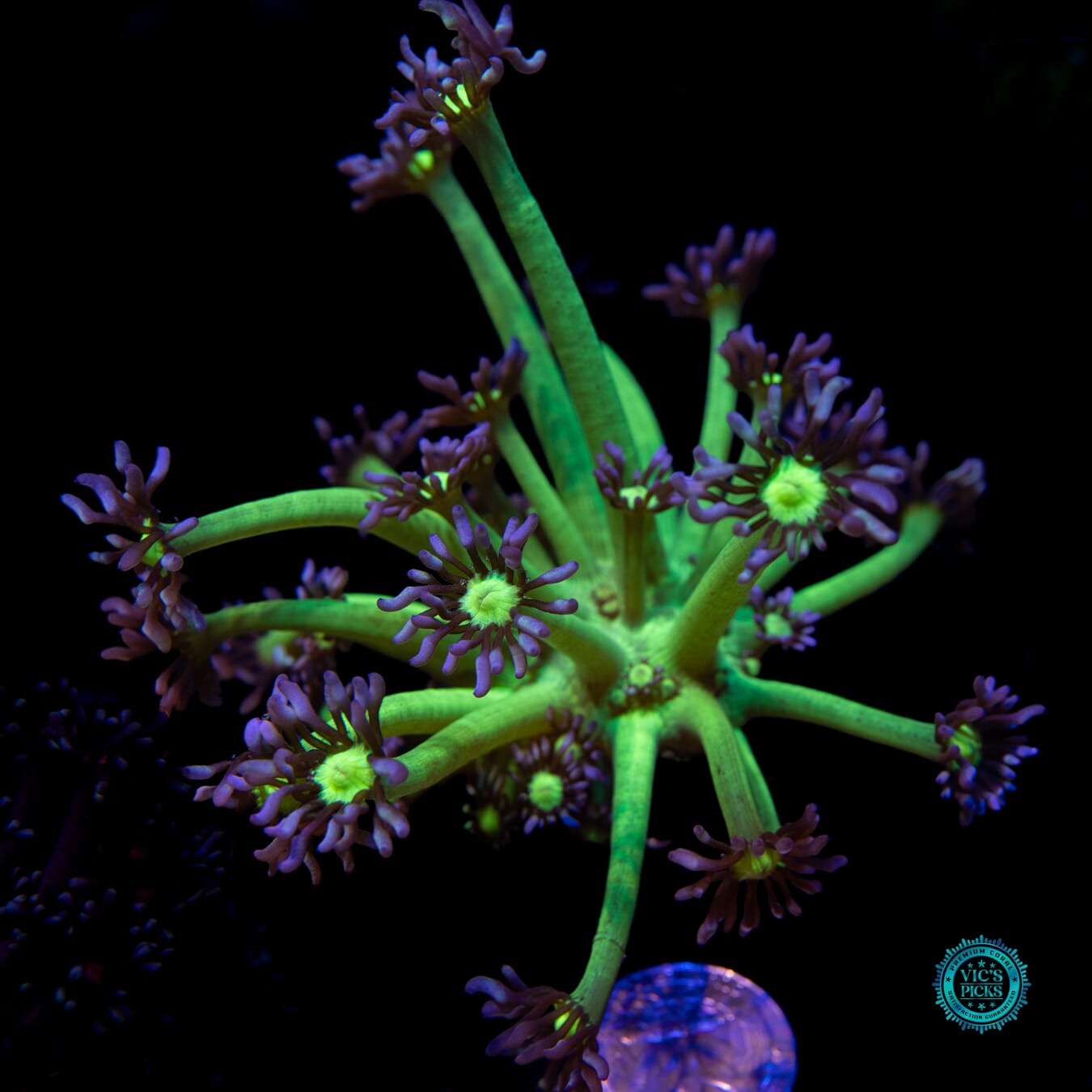 WWC Shadow Flame Goniopora - Actinic Photo