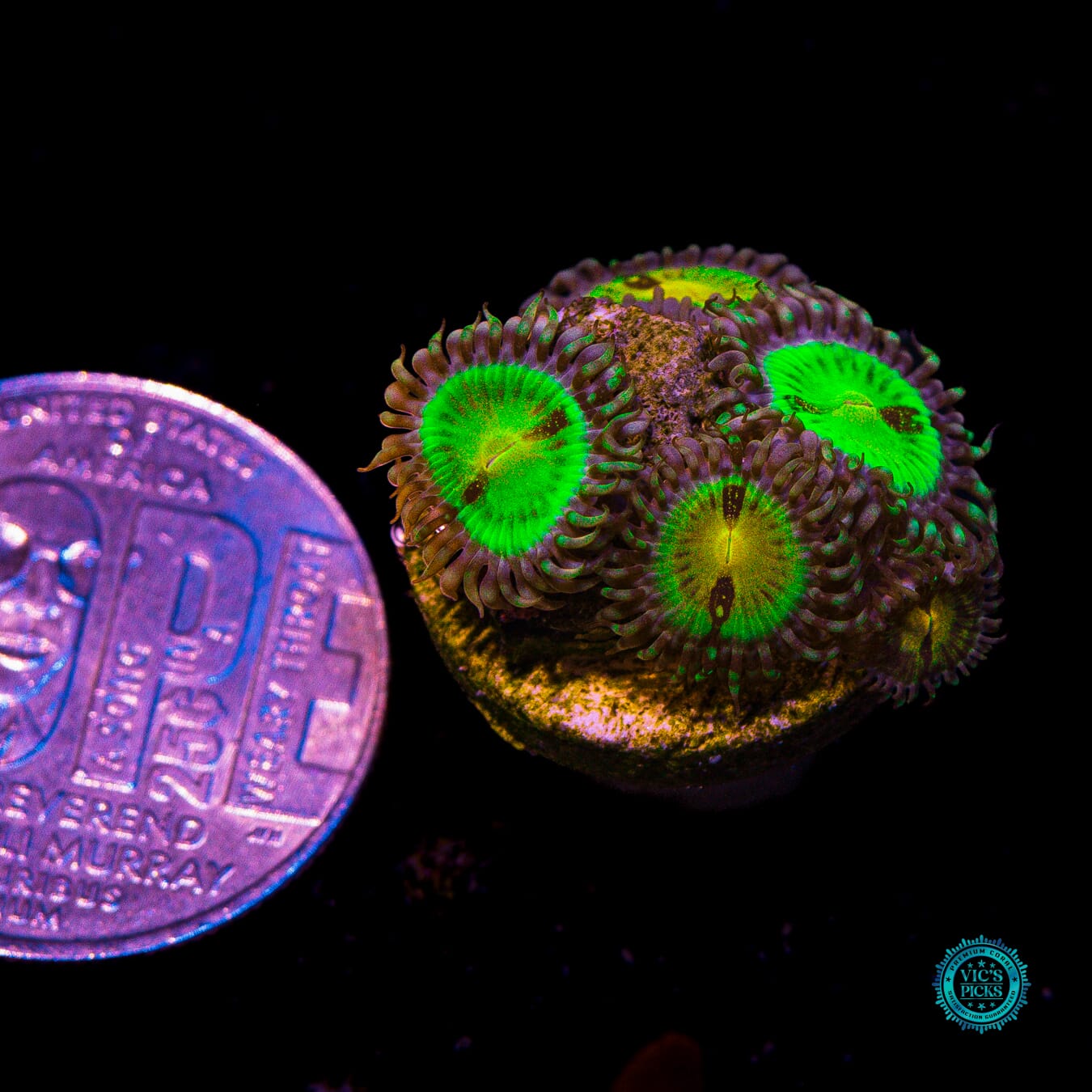 Jason Fox Butt Muncher Zoanthids - Actinic Photo
