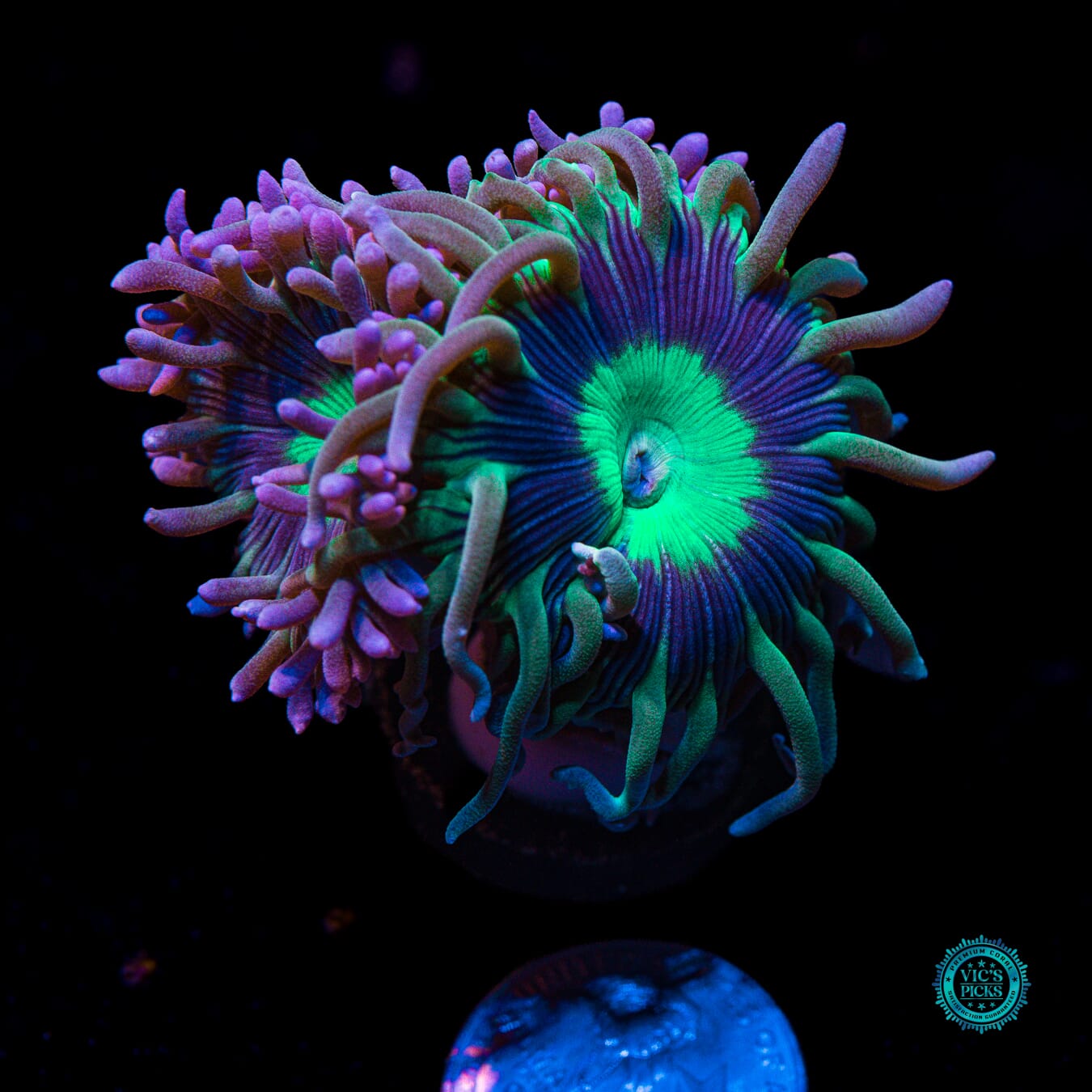 WWC Dream Catcher Duncan - Actinic Photo