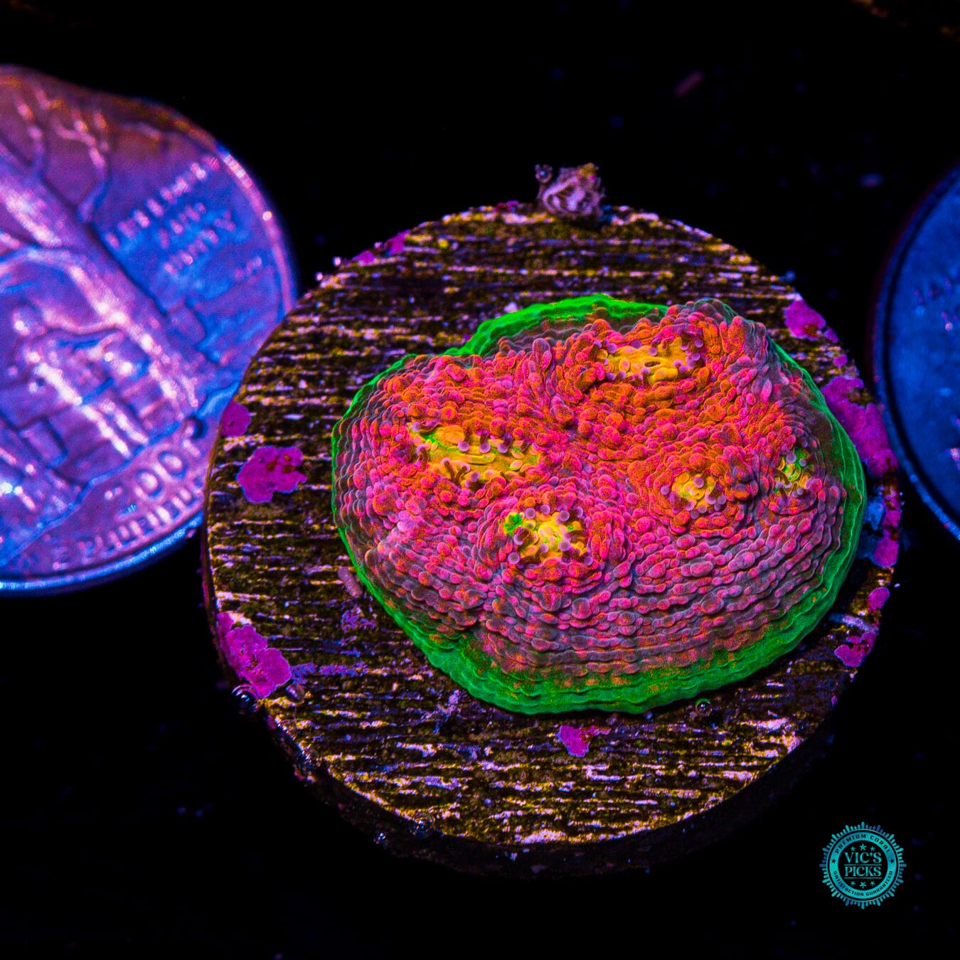 WWC Kingpin Chalice - Actinic Photo