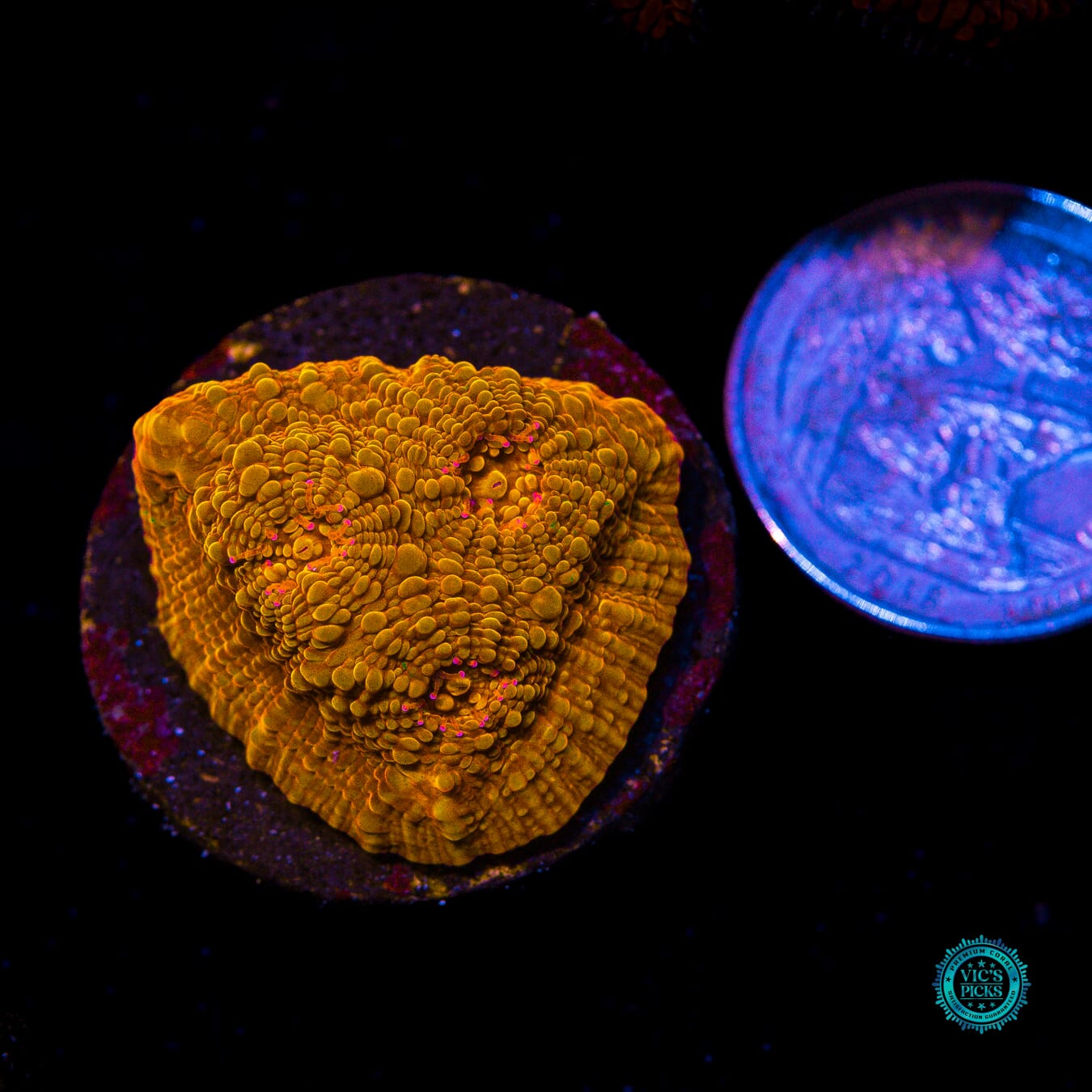 POTO Rainbow Peacock Chalice - Actinic Photo