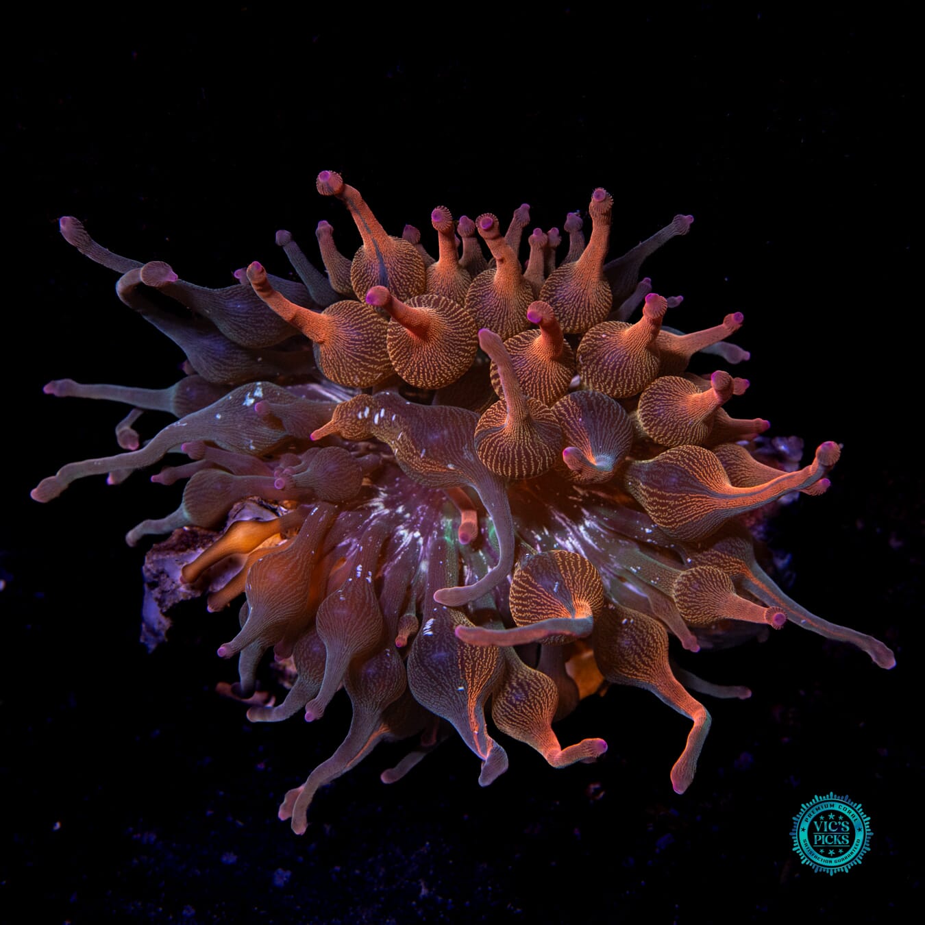 Nexus Burst Grafted Anemone - Actinic Photo