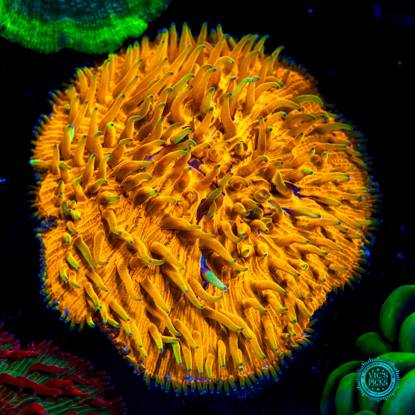 C3PO's Lovely Locks Fungia Plate Coral - Daylight Photo