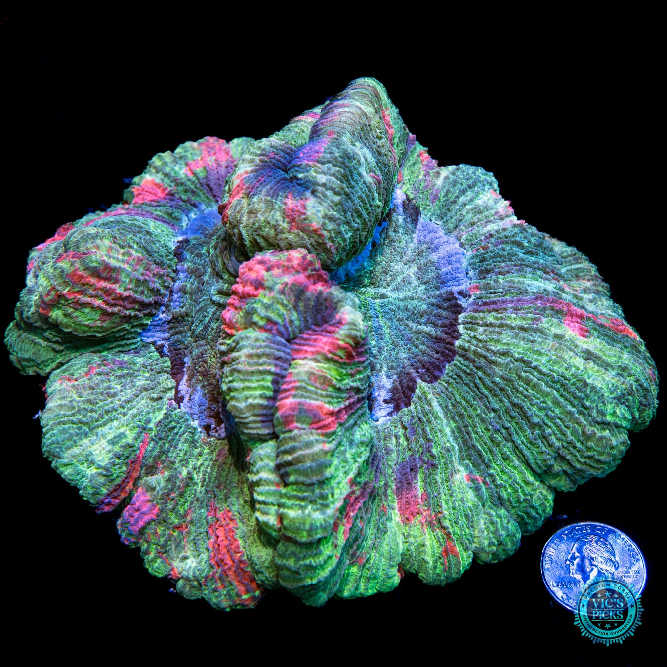 Minty Cloud of Magic Trachyphyllia - Actinic Photo