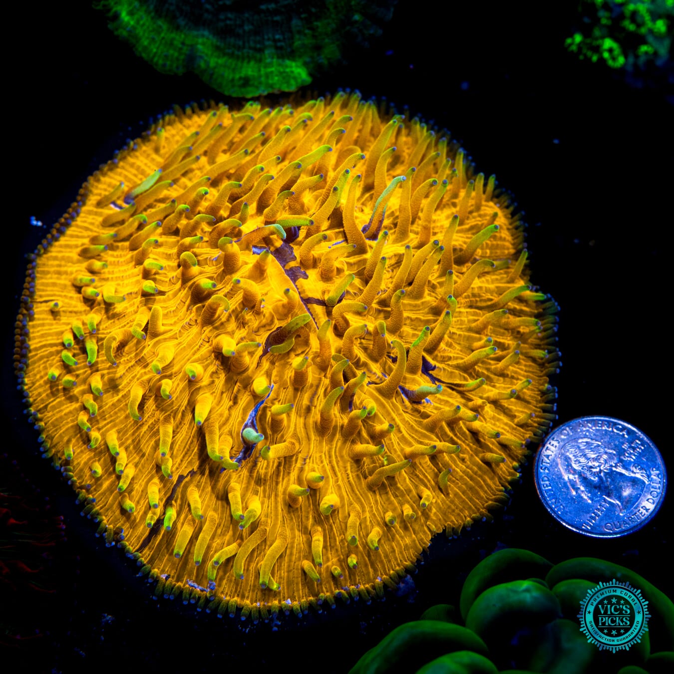 C3PO's Lovely Locks Fungia Plate Coral - Actinic Photo