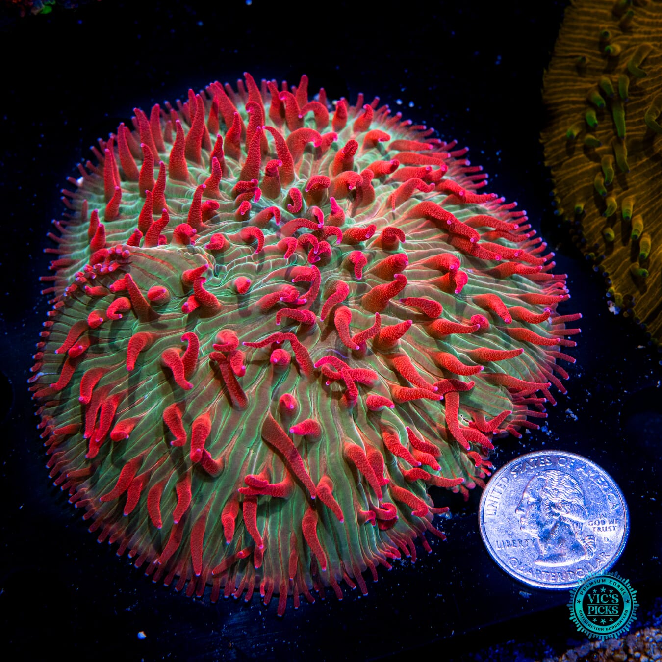 Christmas Sweater Fungia Plate Coral - Actinic Photo