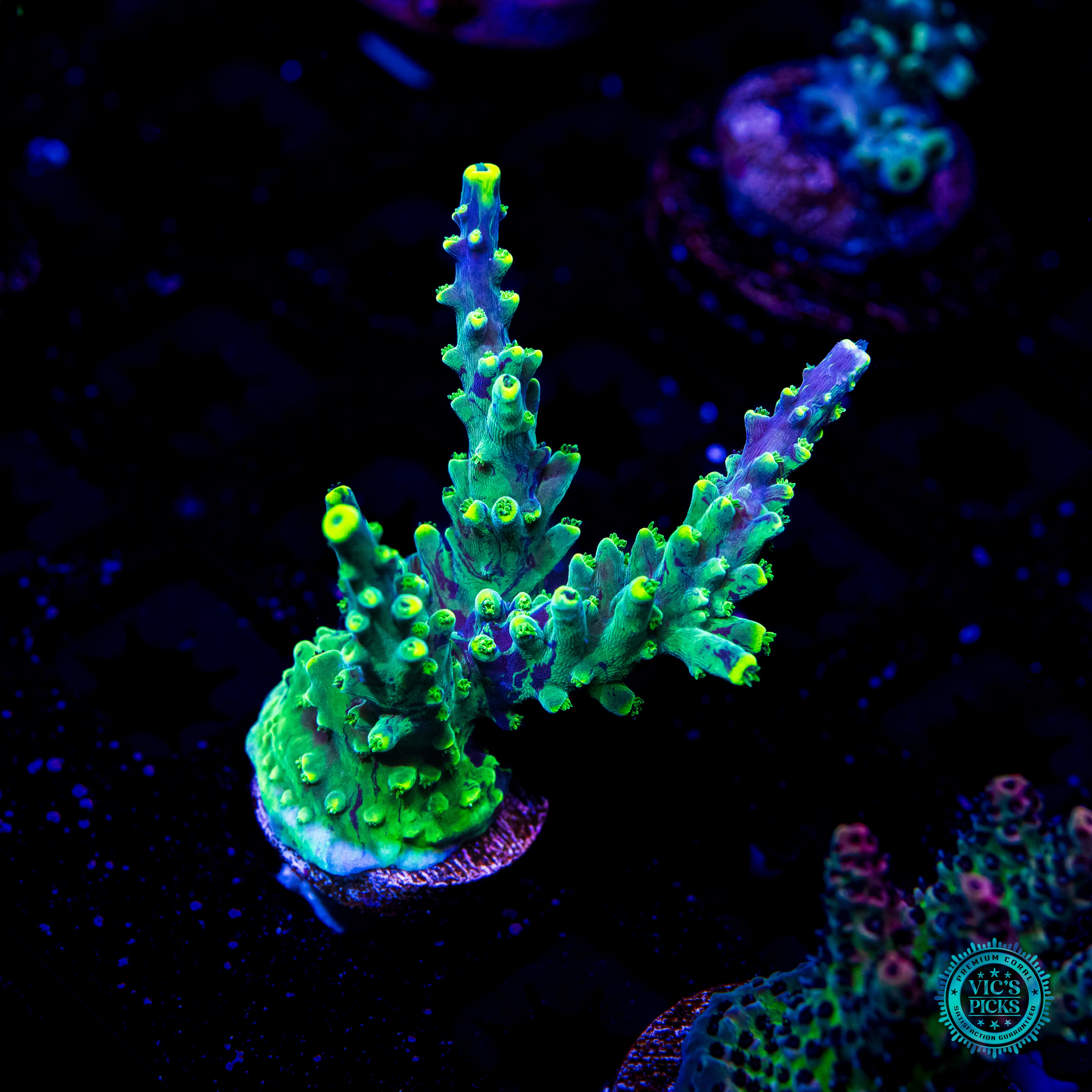 WWC Grafted Ultimate Stag Acropora - Daylight Photo