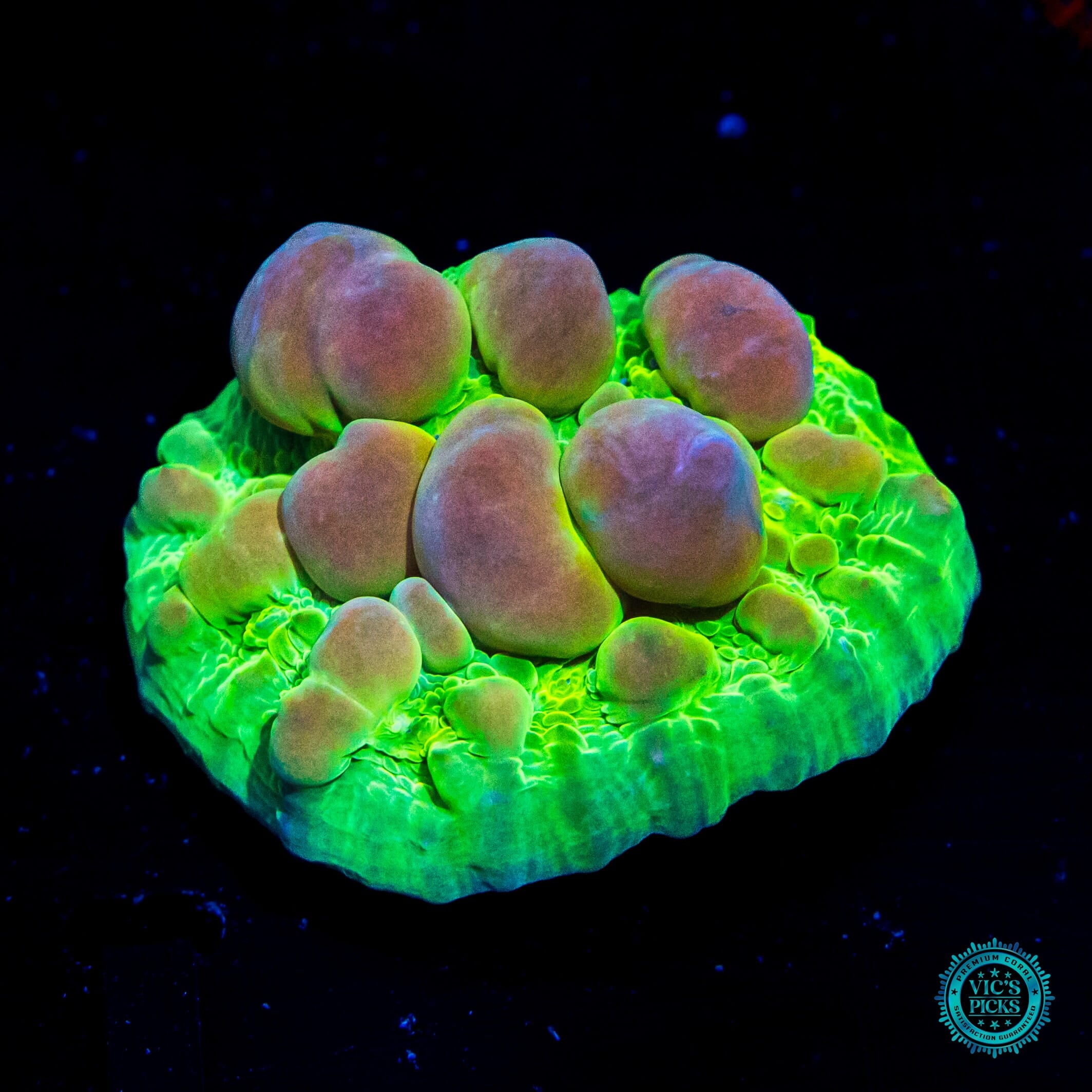 WWC Cosmic Candy Bounce Chalice Coral - Daylight Photo