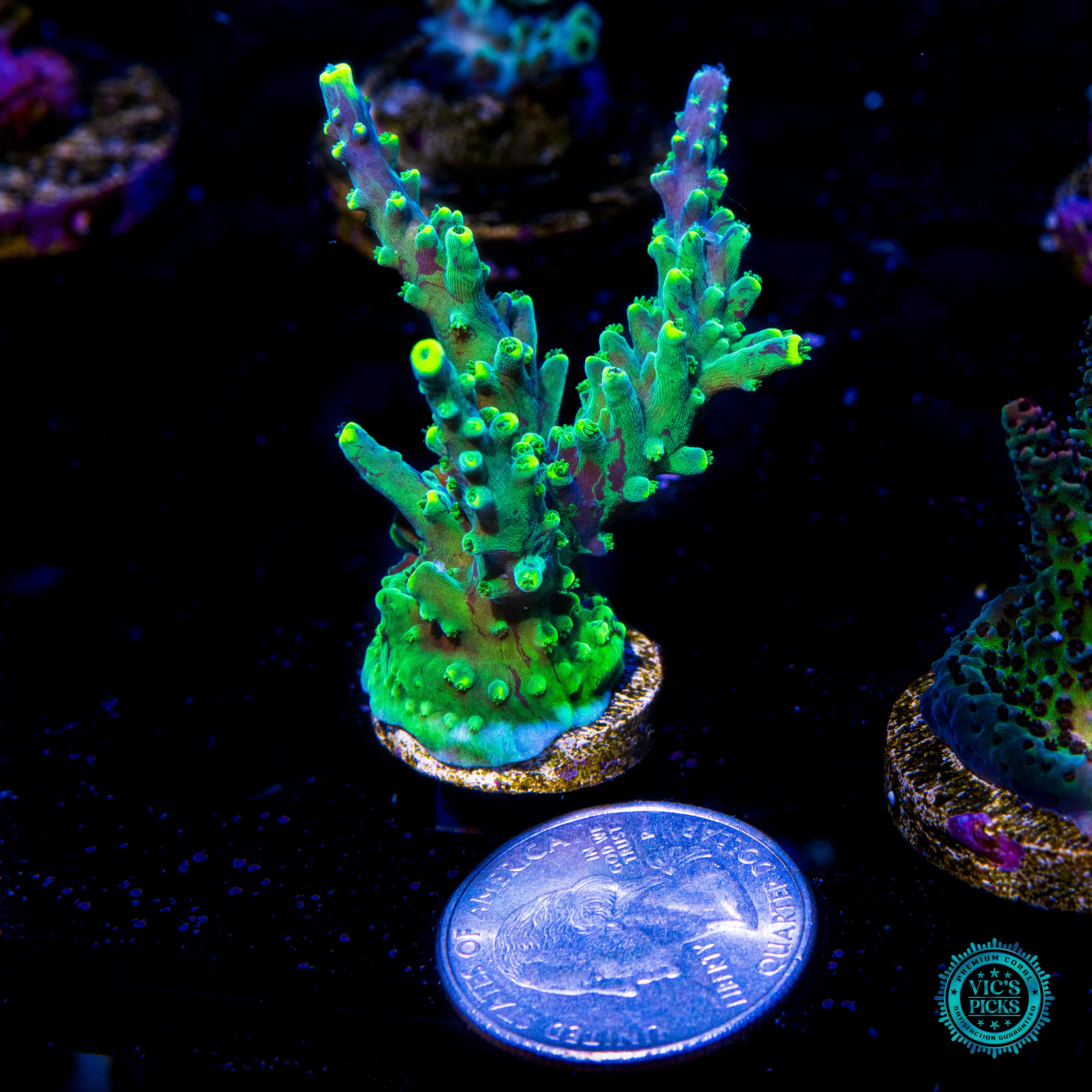 WWC Grafted Ultimate Stag Acropora - Actinic Photo