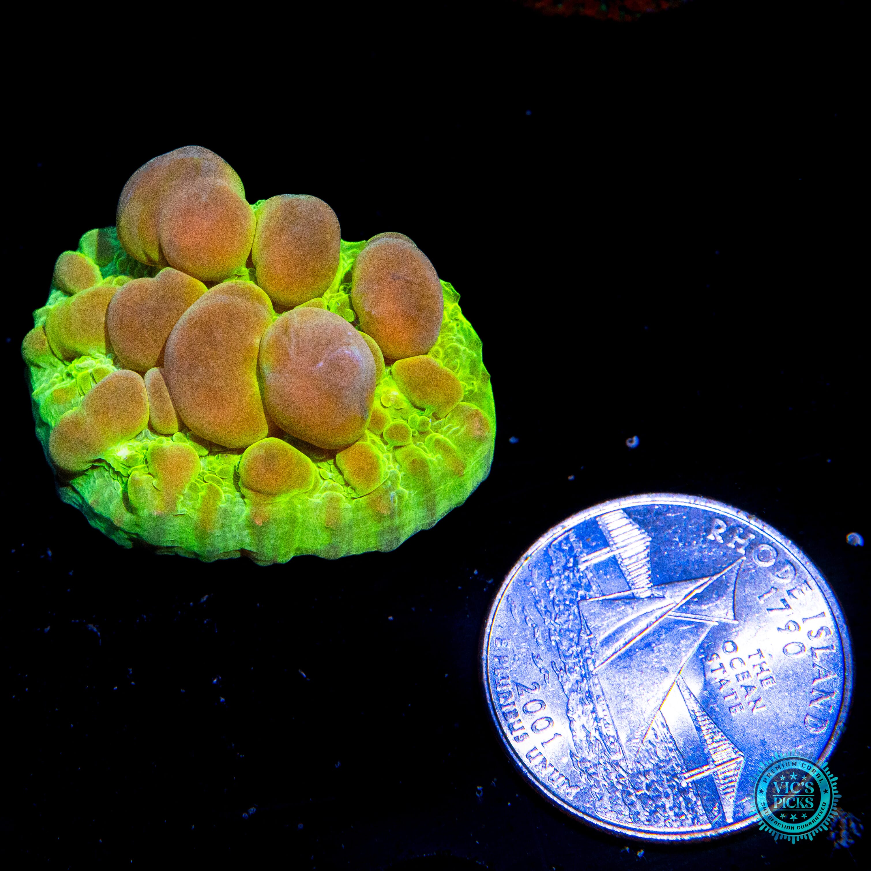 WWC Cosmic Candy Bounce Chalice Coral - Actinic Photo