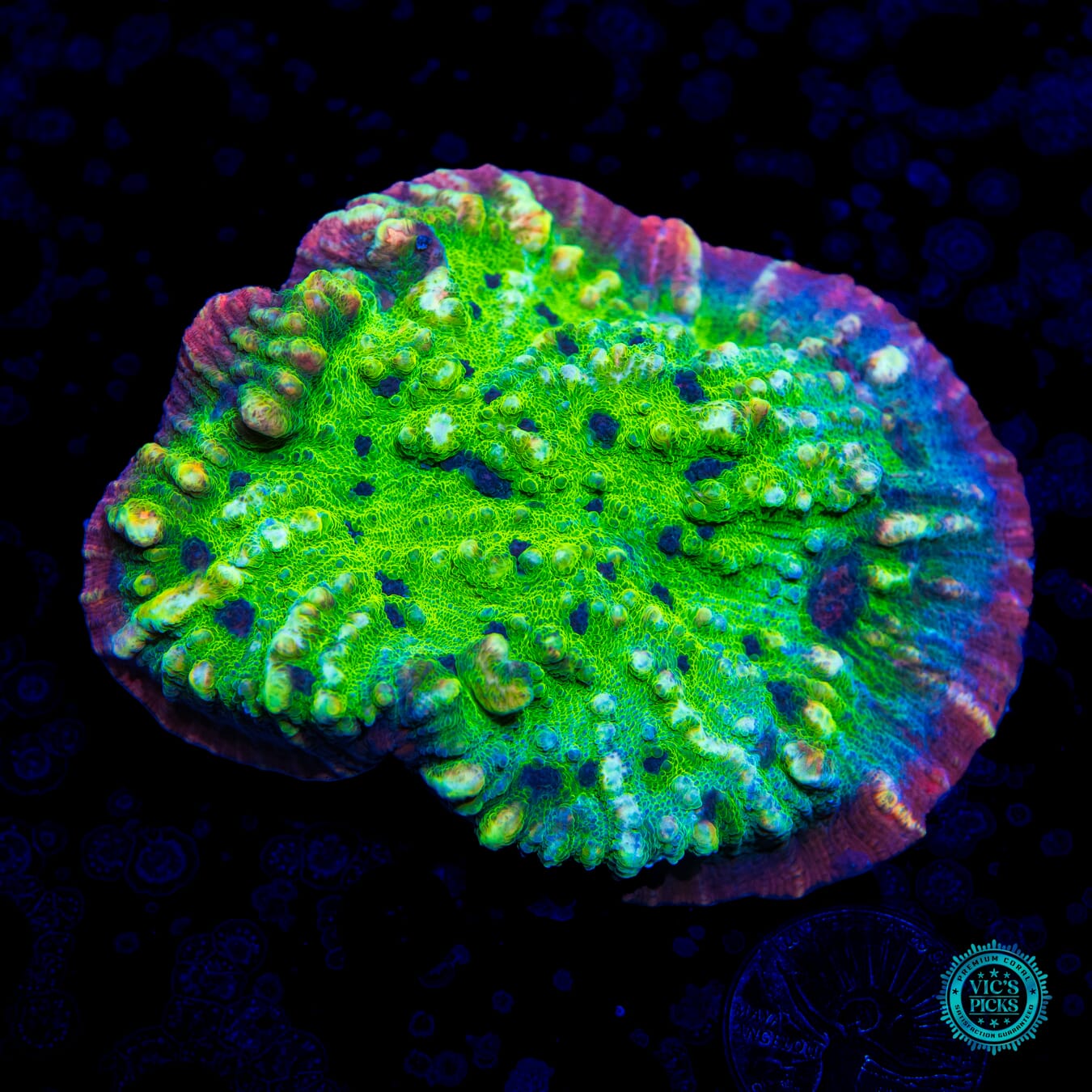 Violet Vibes Oxypora Chalice - Daylight Photo