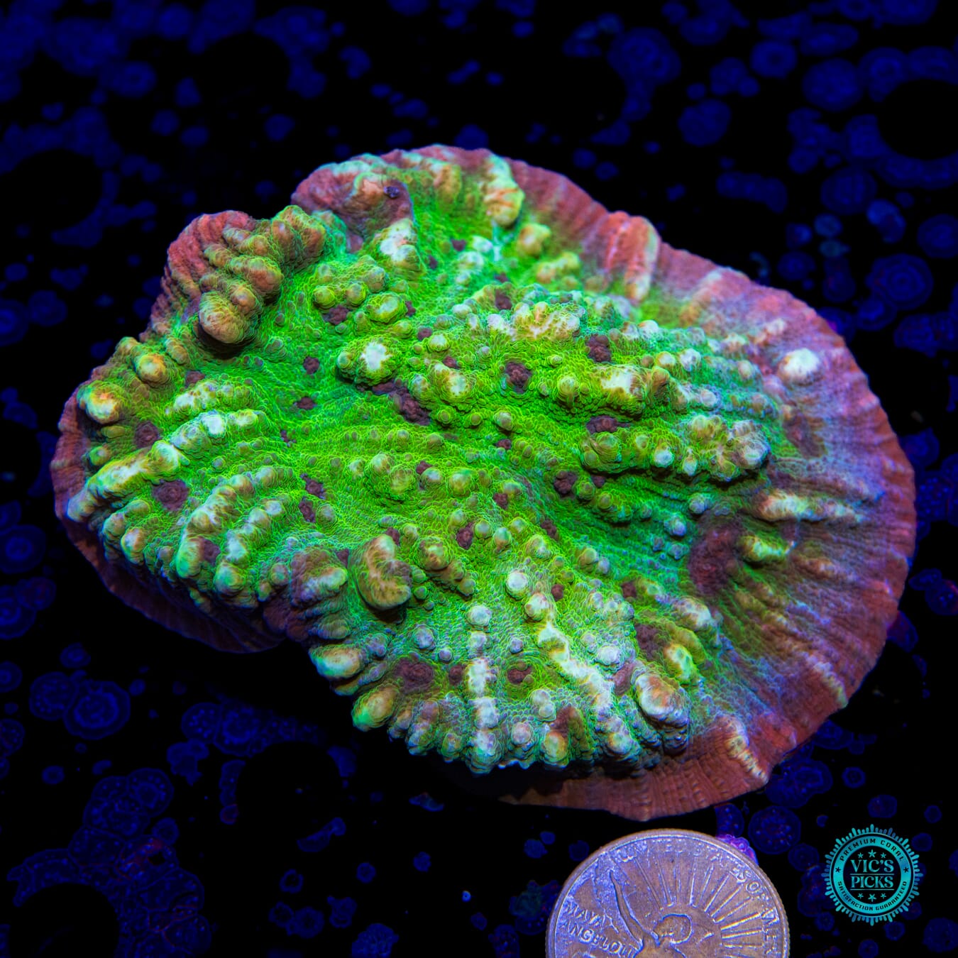 Violet Vibes Oxypora Chalice - Actinic Photo