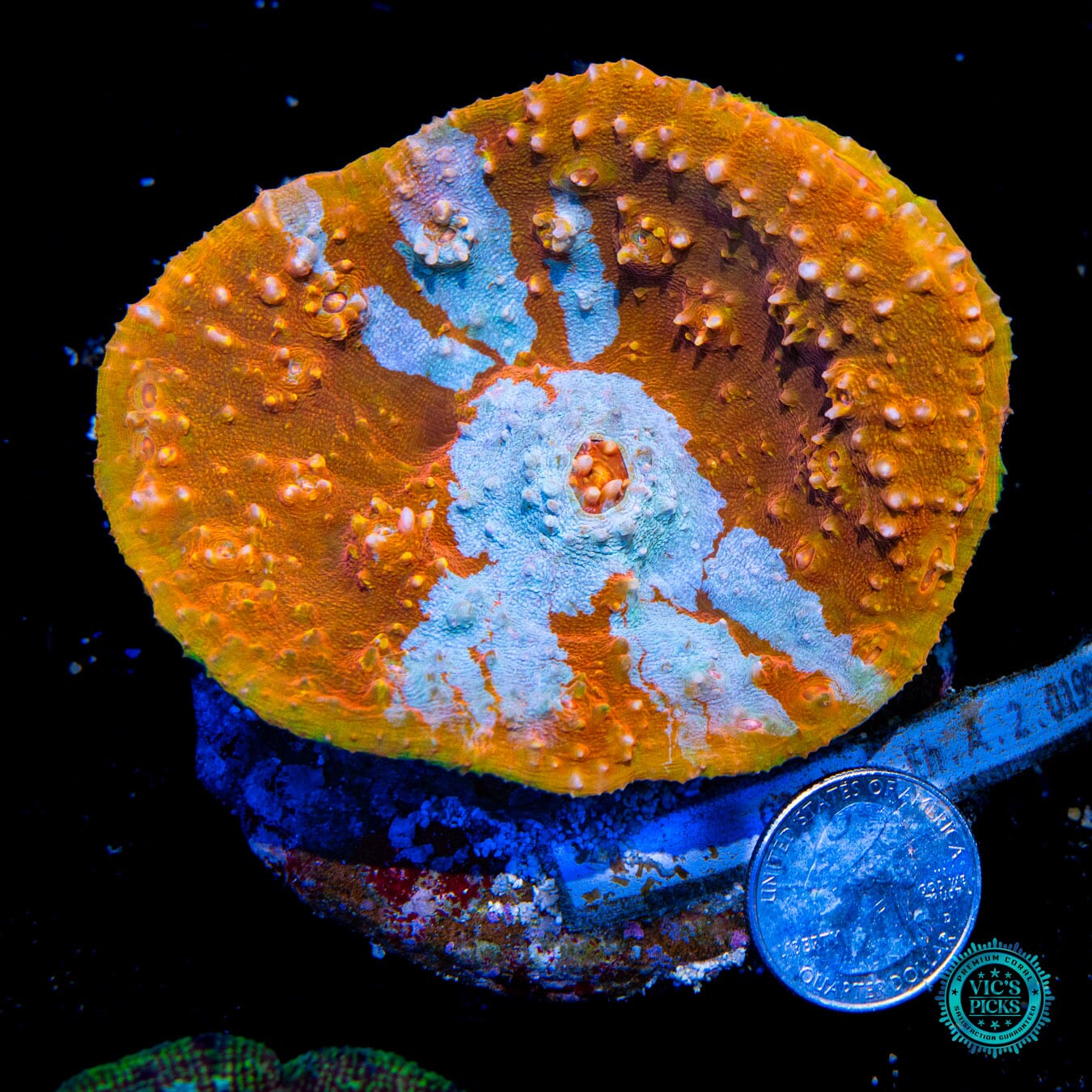 Maricultured Frosted Tangerine Chalice - Actinic Photo