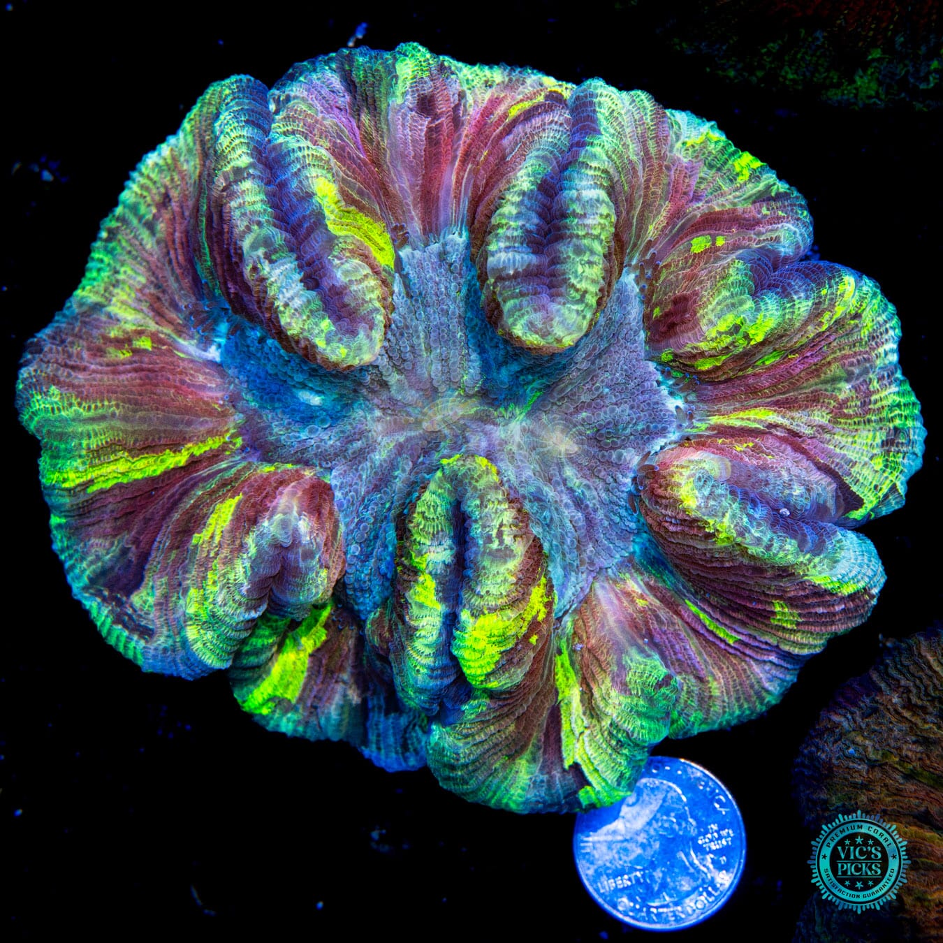 Squishy Punch Drunk Trachyphyllia - Actinic Photo