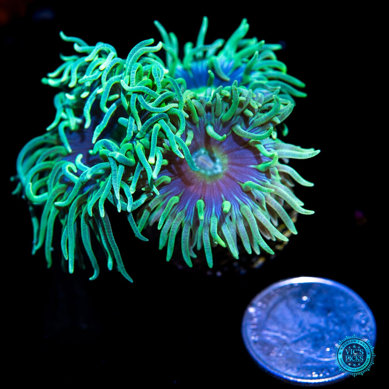 WWC Blue Ring Duncan - Actinic Photo