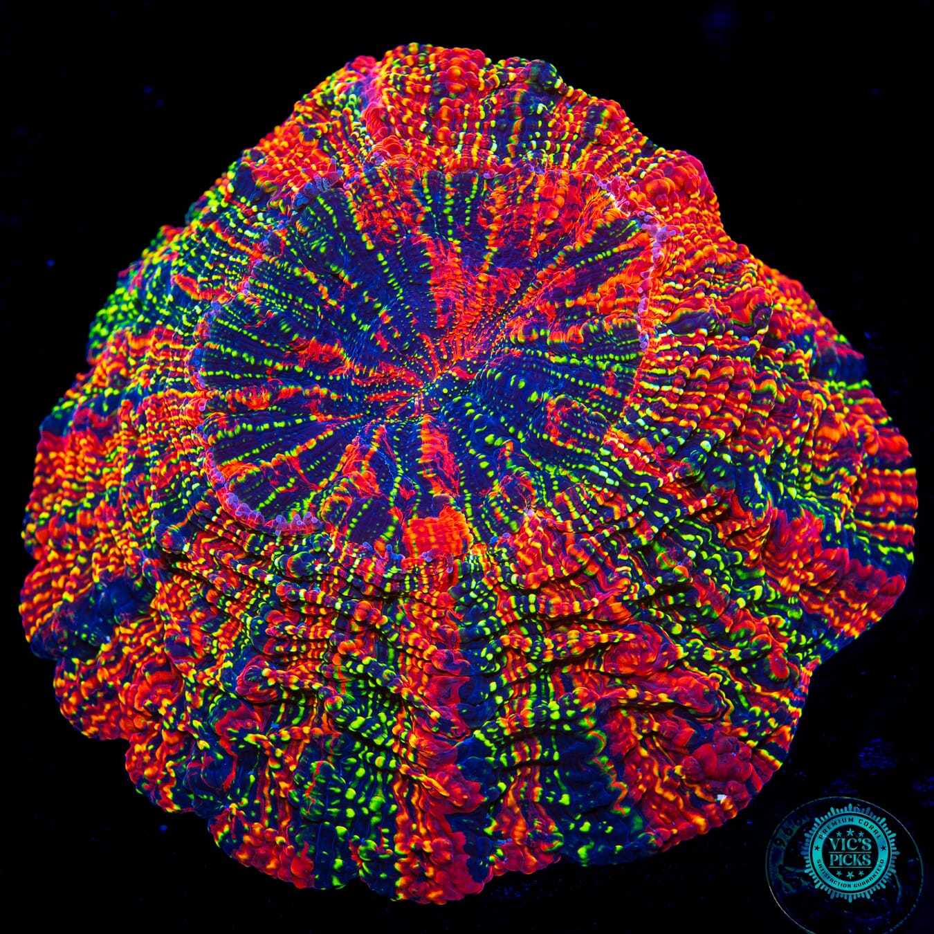 Psychedelic Timewarp Acanthophyllia - Daylight Photo