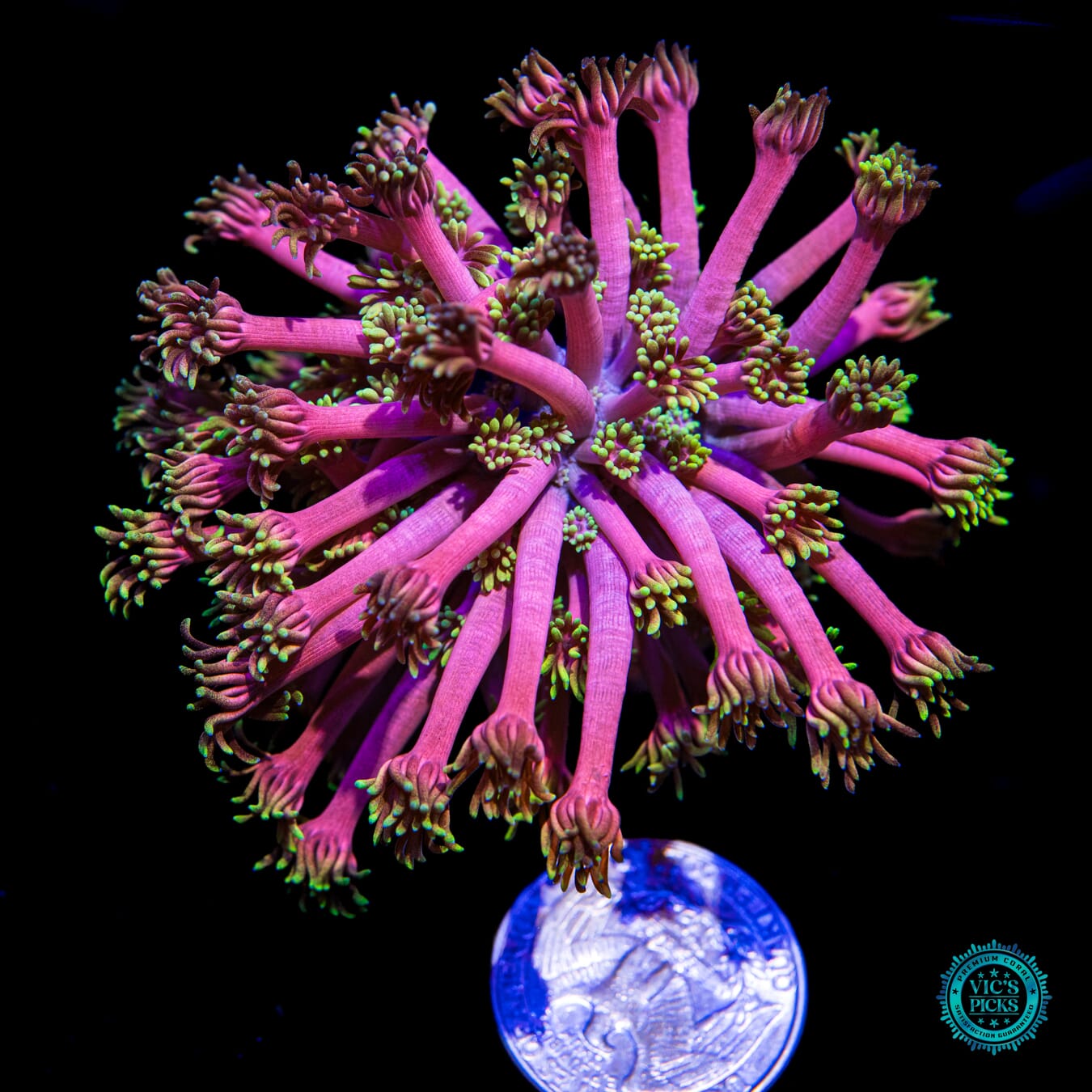WWC Hollywood Nights Goniopora - Actinic Photo