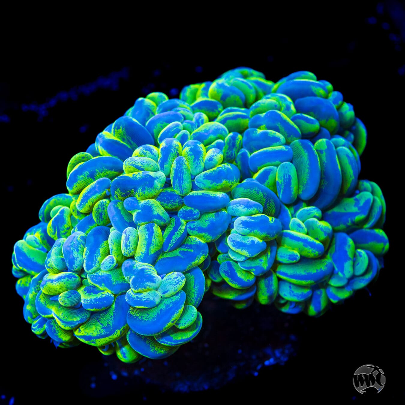 Boba Lemon Ice Bubble Coral - Daylight Photo