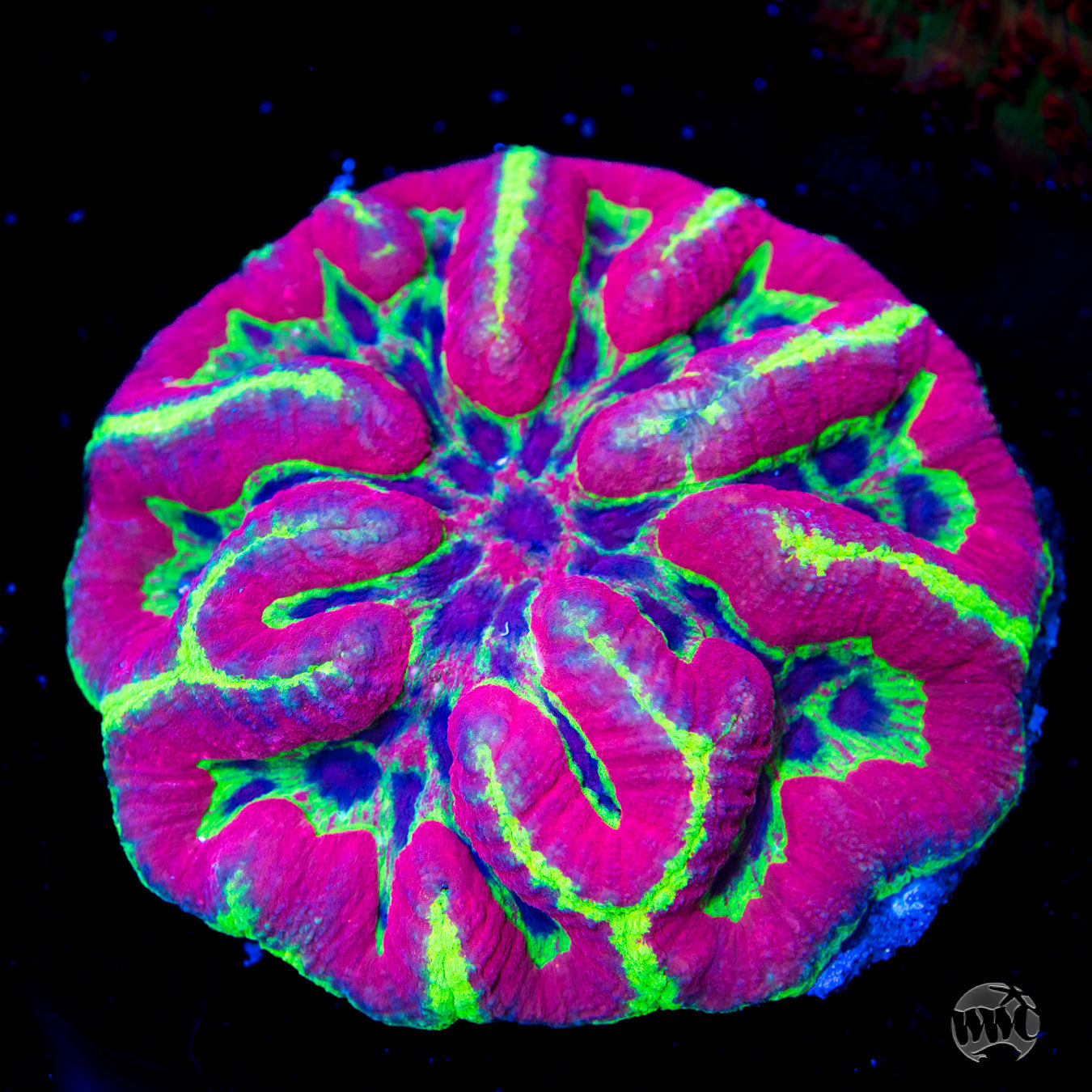Nuclear Raspberry Symphyllia Coral