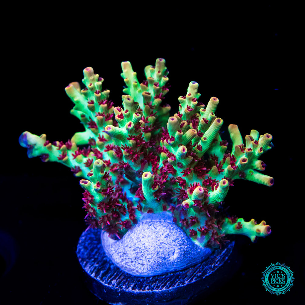 Vic's Picks: High End Corals for Sale | World Wide Corals