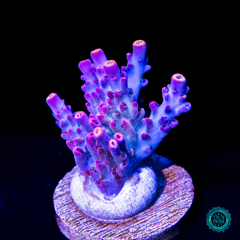 Vic's Picks: High End Corals for Sale | World Wide Corals