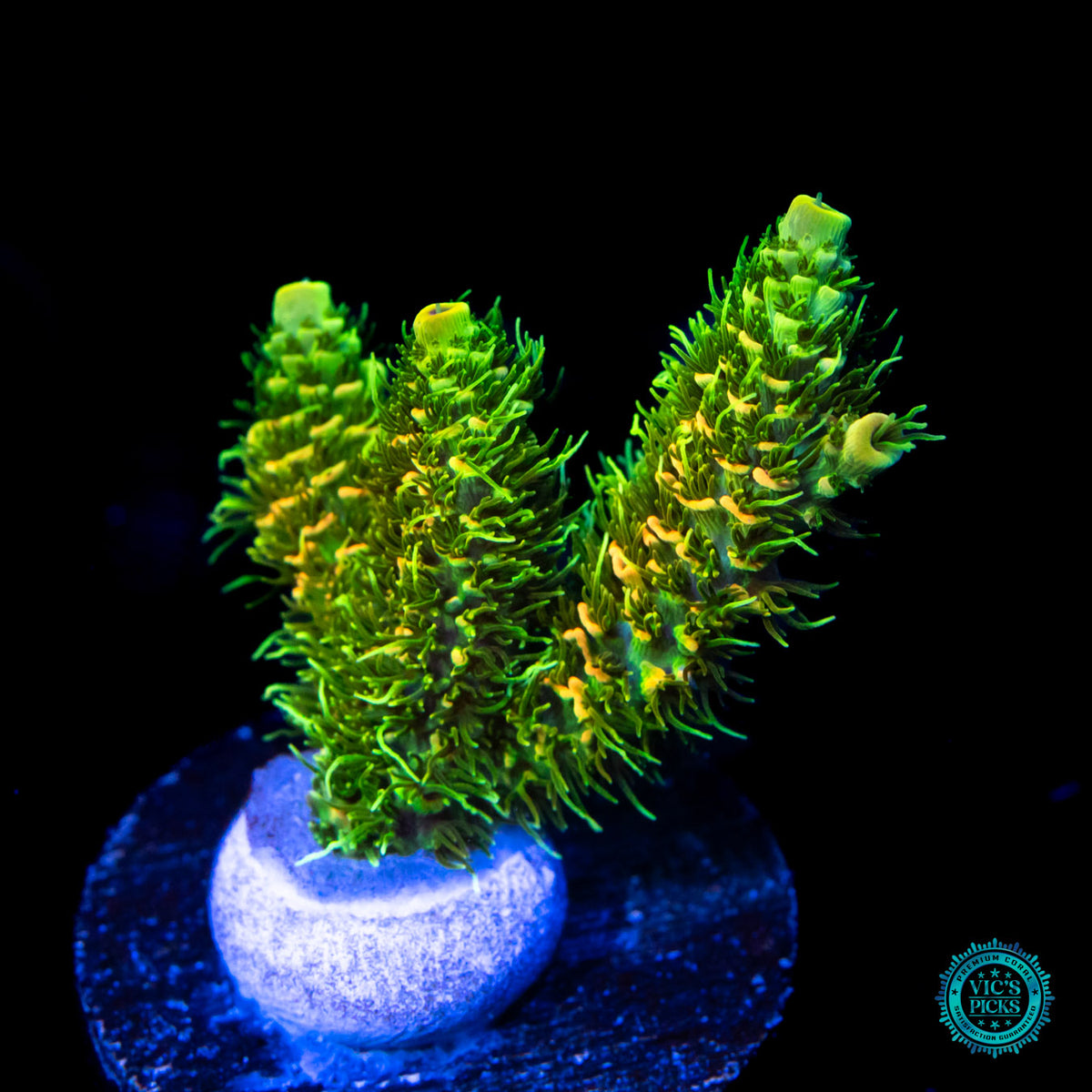 Vic's Picks: High End Corals for Sale | World Wide Corals