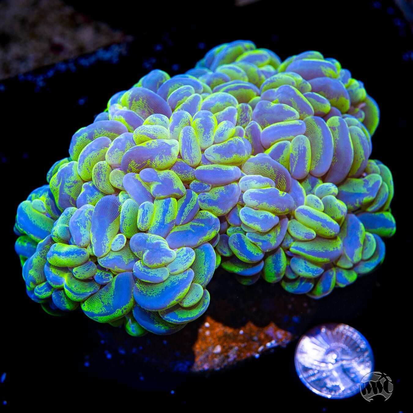 Boba Lemon Ice Bubble Coral - Actinic Photo