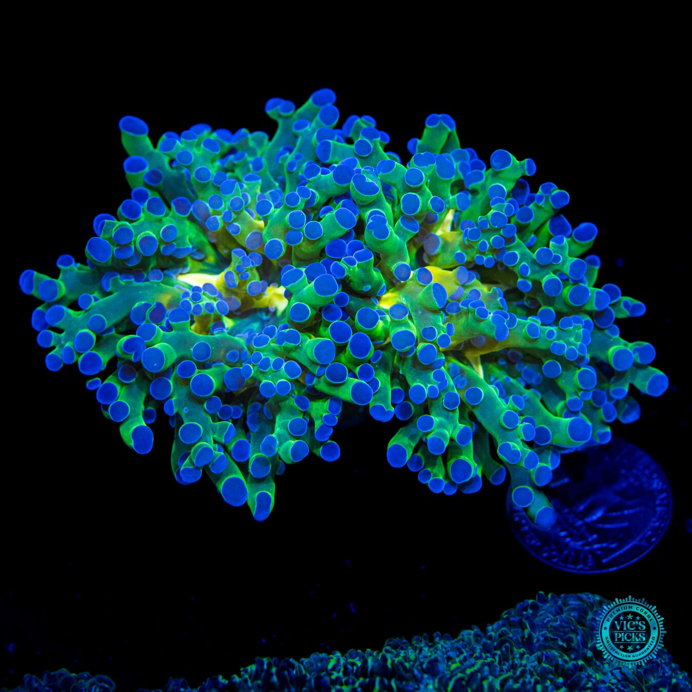 Ocean Potion Branching Frogspawn - Daylight Photo