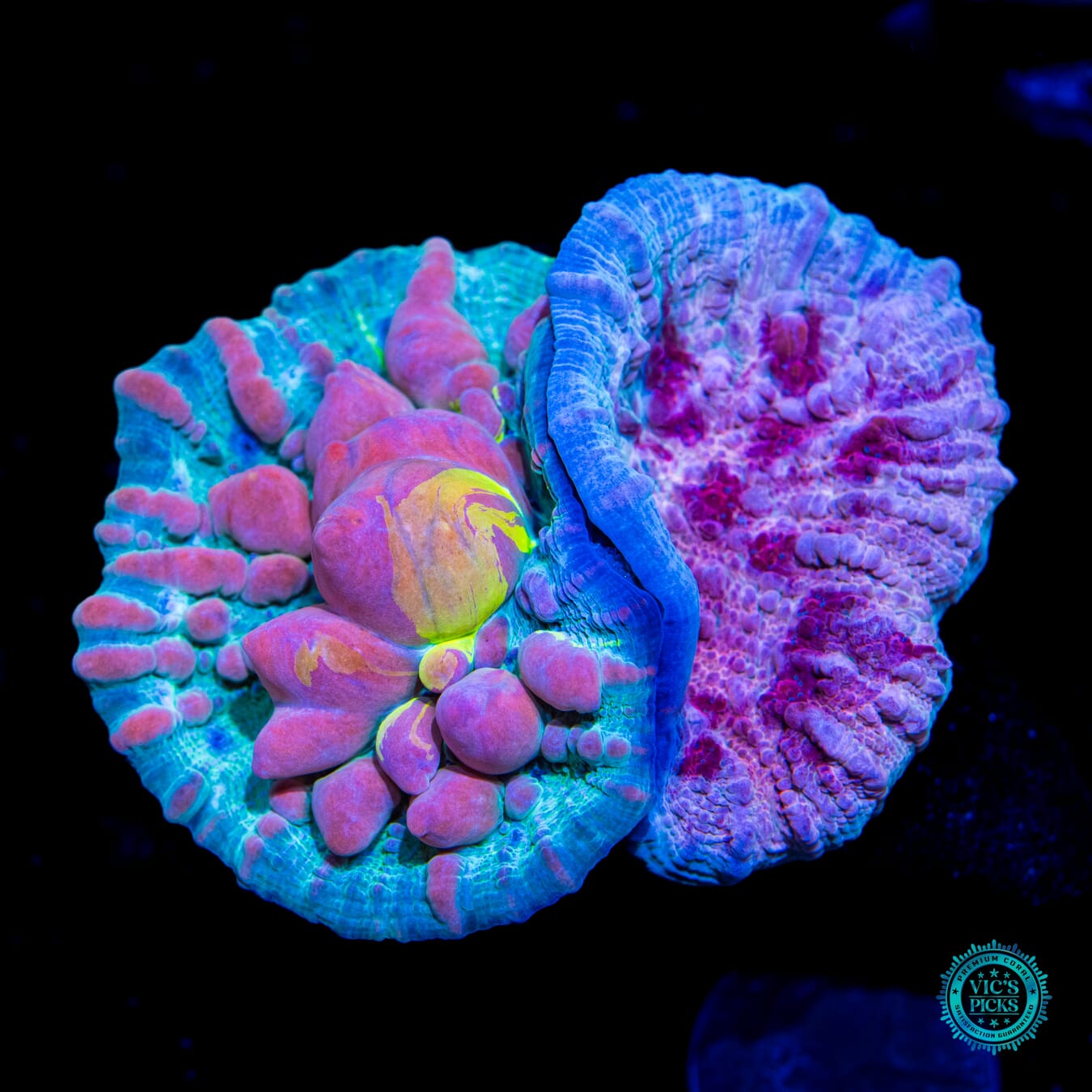 WWC Cosmic Candy Bounce and Freezer Burn Combo Chalice - Daylight Photo