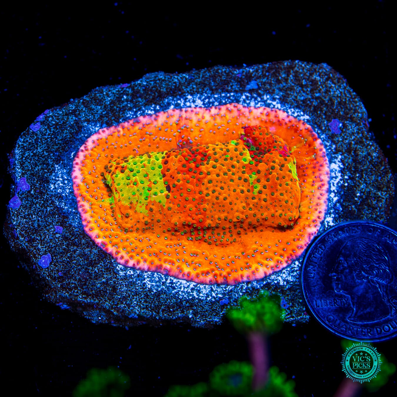 Mystic Solomon Grafted Montipora - Daylight Photo